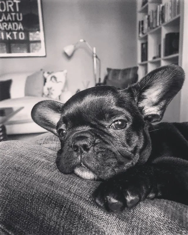 @sparklebadger and I would like to introduce you to a four legged addition to our fam. This is Coco, she&rsquo;s a French Bulldog and 9 weeks old. #dogsofinstagram #someotherhashtag #dags
