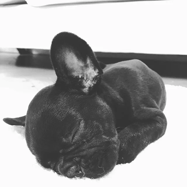 She&rsquo;s ferocious 🤣 #dogsofinstagram