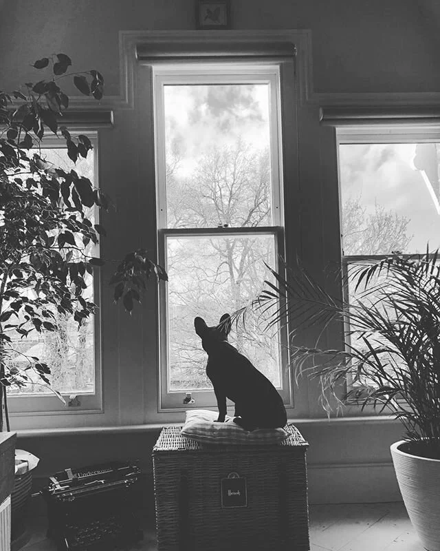 Watch Dog #dog #frenchie