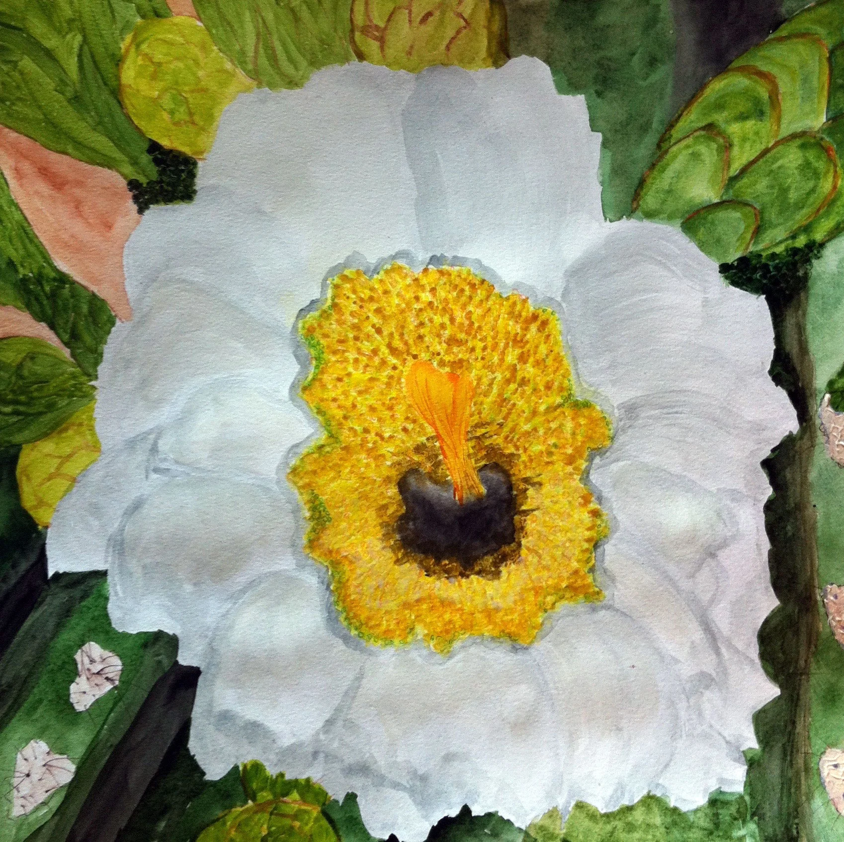 Cactus Flower