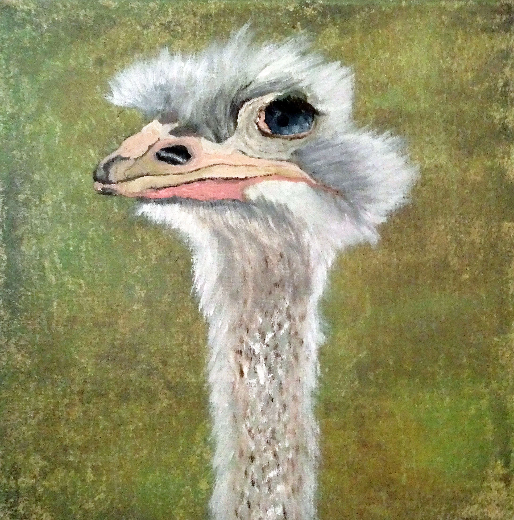 Ostrich #7