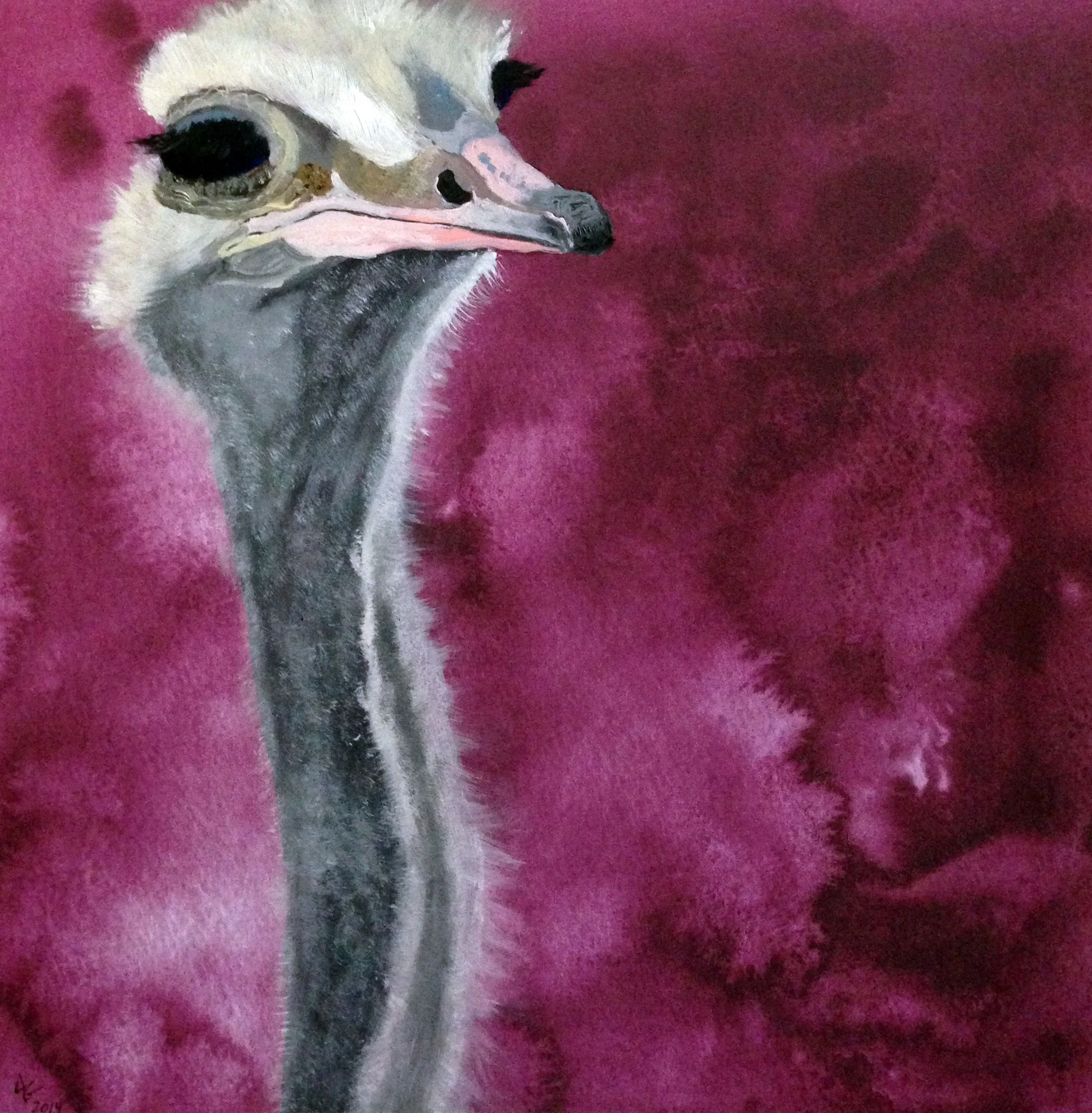 Ostrich #11