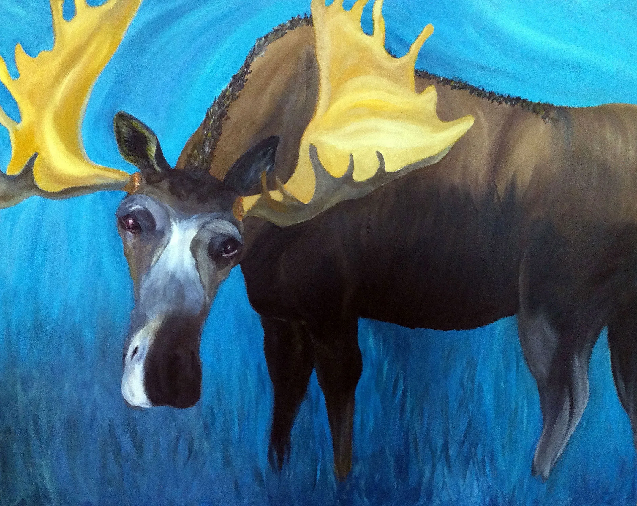 Blue Moose