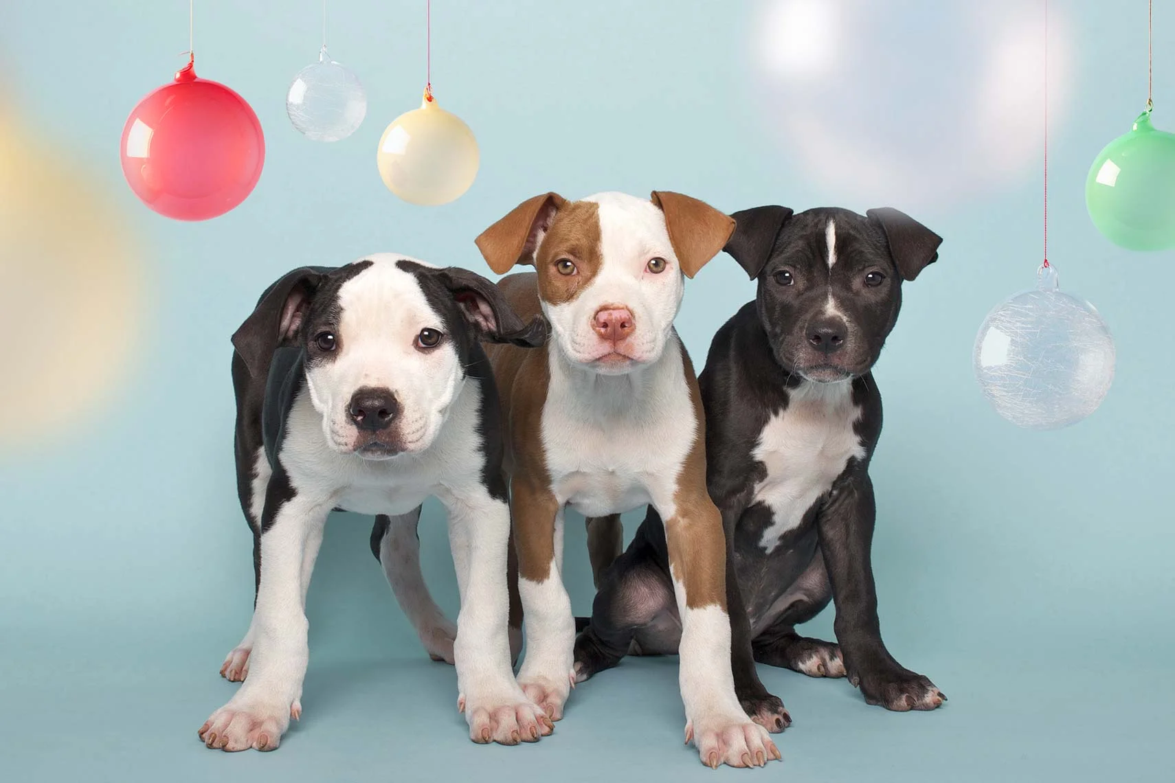 Pitties.jpg
