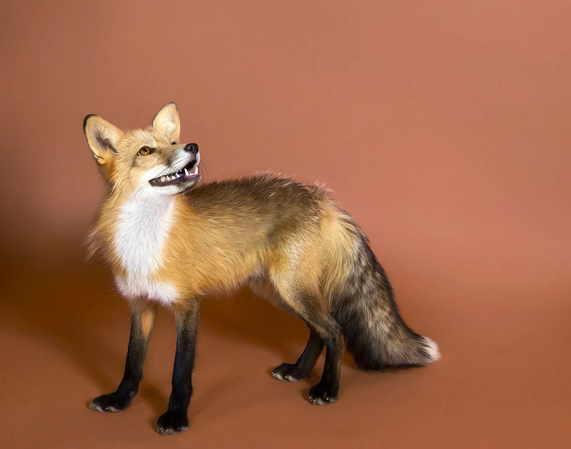fox1.jpg