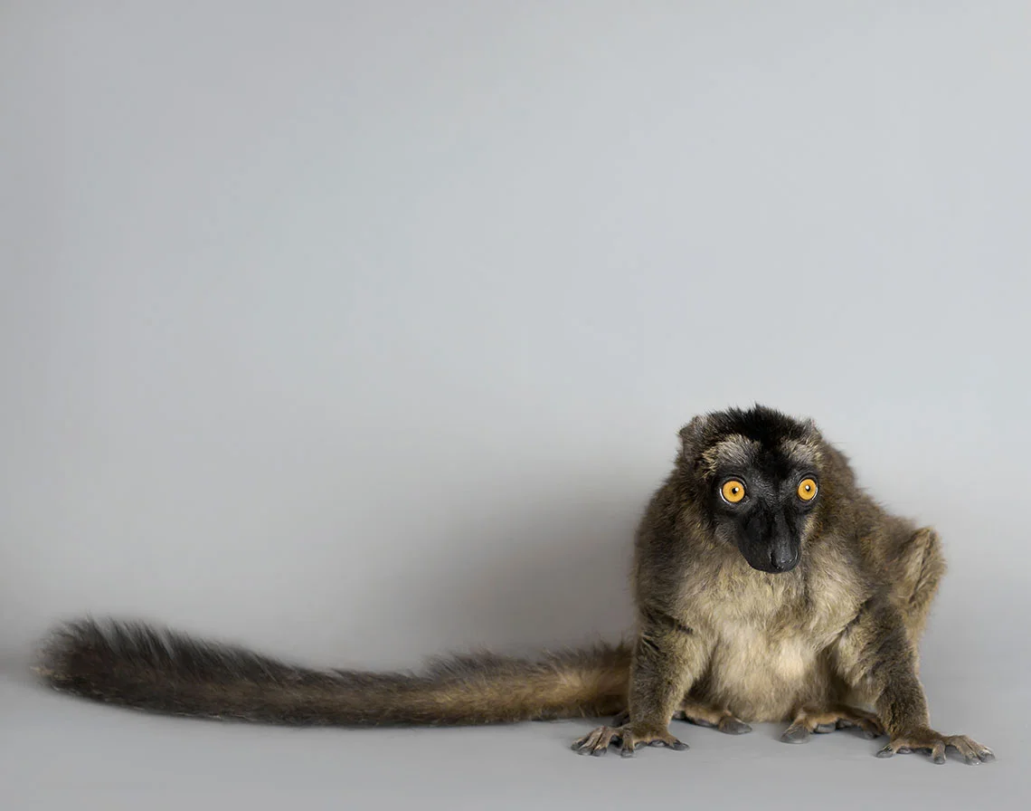lemur1.jpg