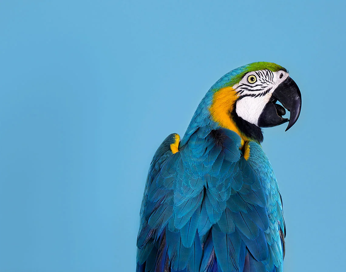 parrot1.jpg