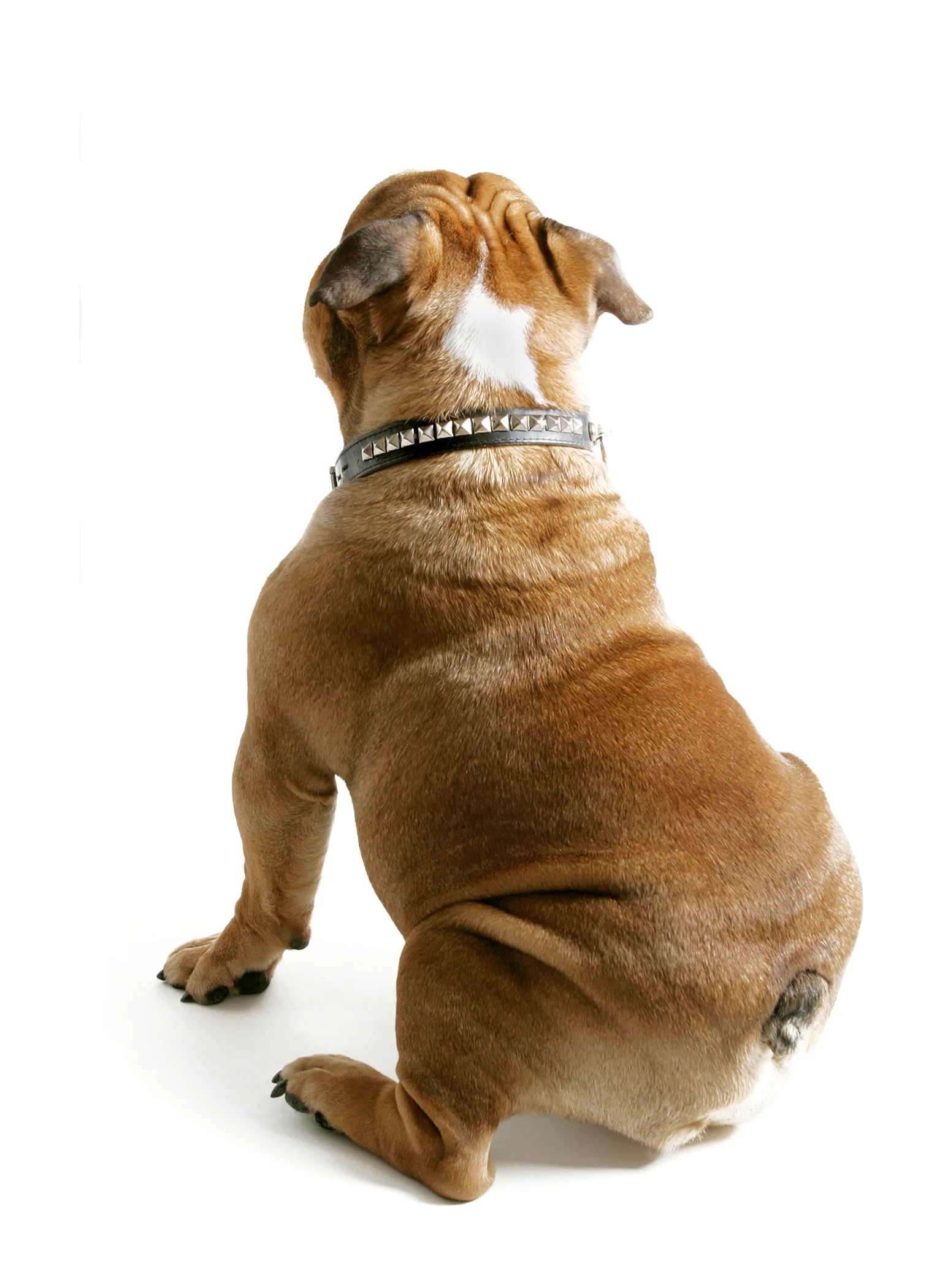 Bulldog.jpg