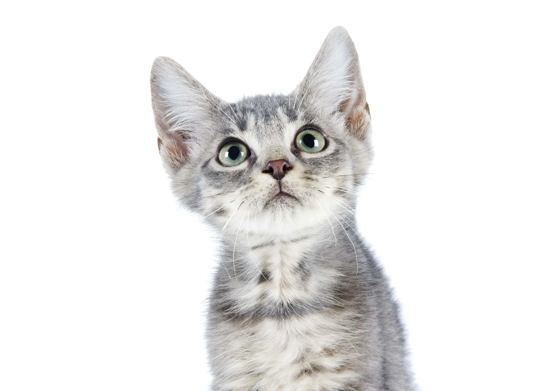 kitty.jpg