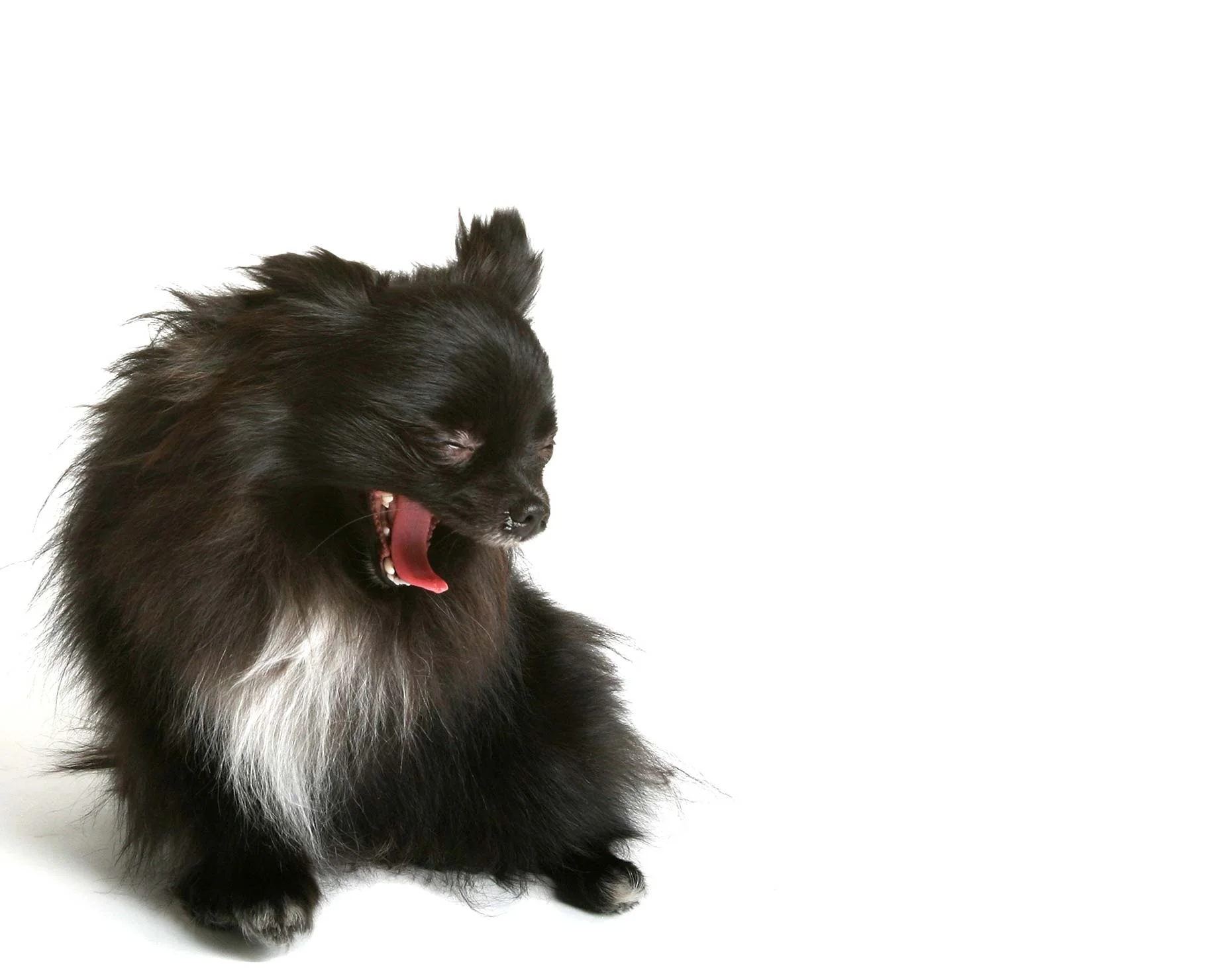 yawnb2.jpg