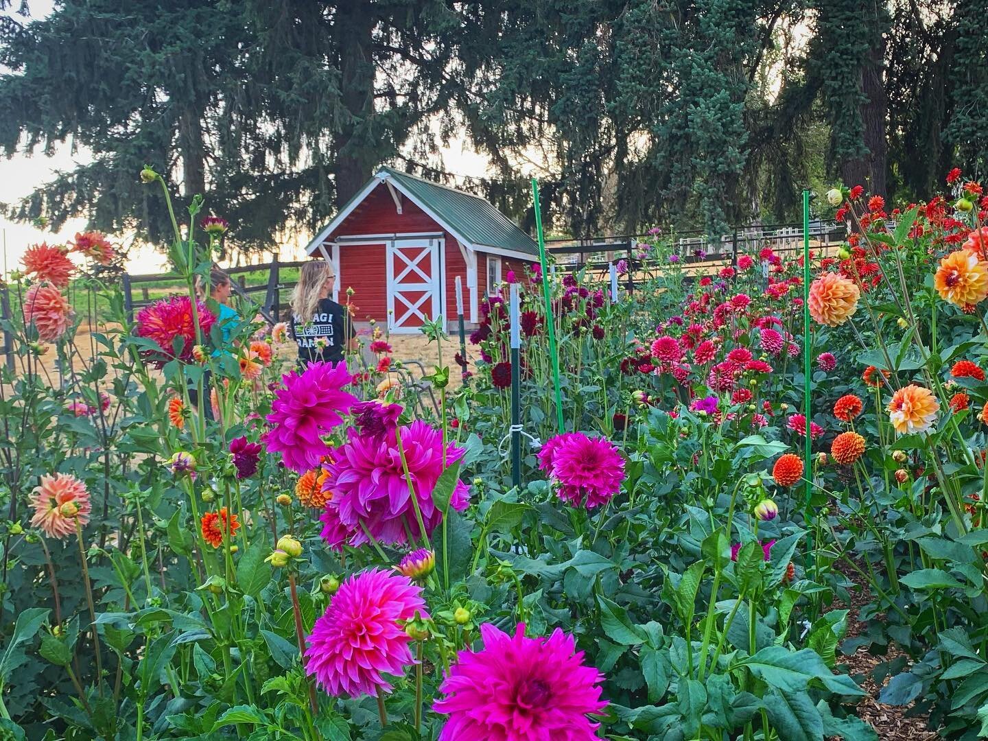 A Franziska Haus neighbor sharing the abundance of their poetic Dahlia garden. We are lucky enough they share with us as well. 😊

#dahlia #dahlialove #farm #franziskahaus #bedandbreakfast #dundeeoregon #oregonhospitality #hospitality #staywithus