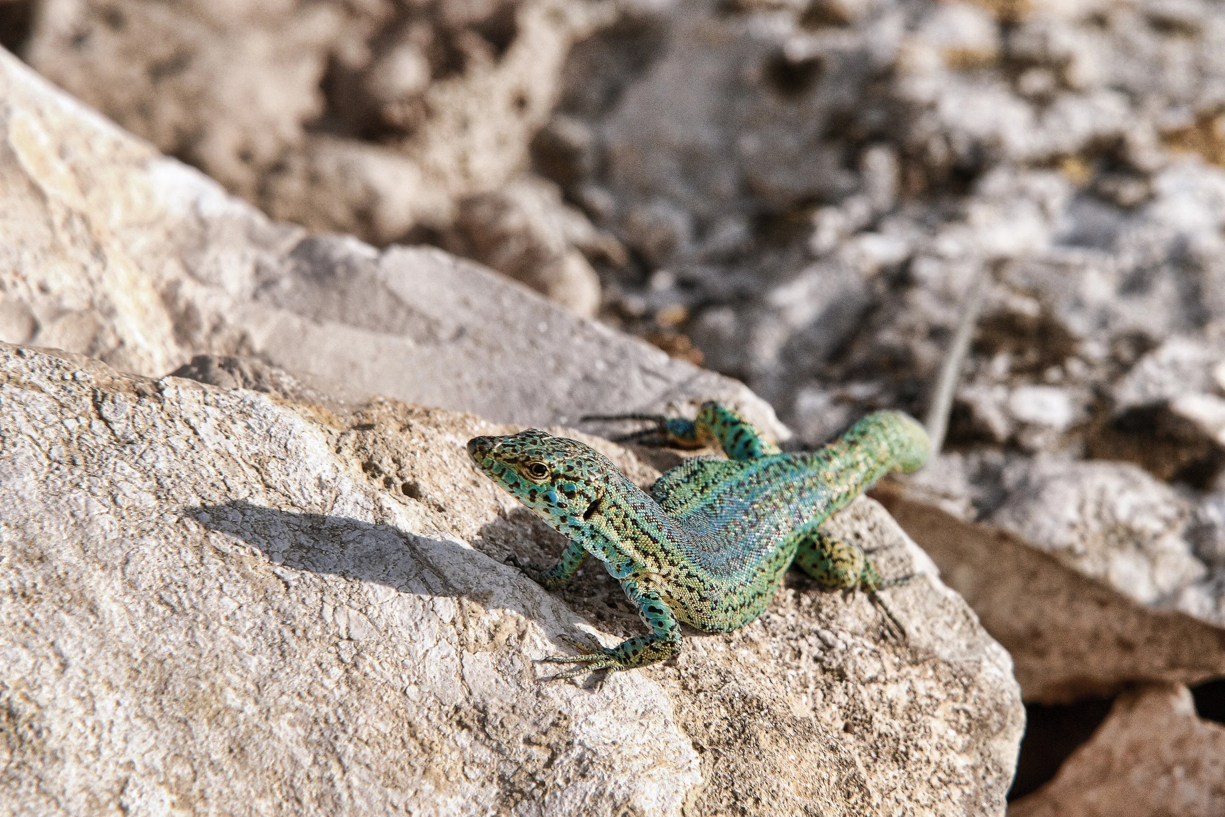 DSC_5764-r.jpg