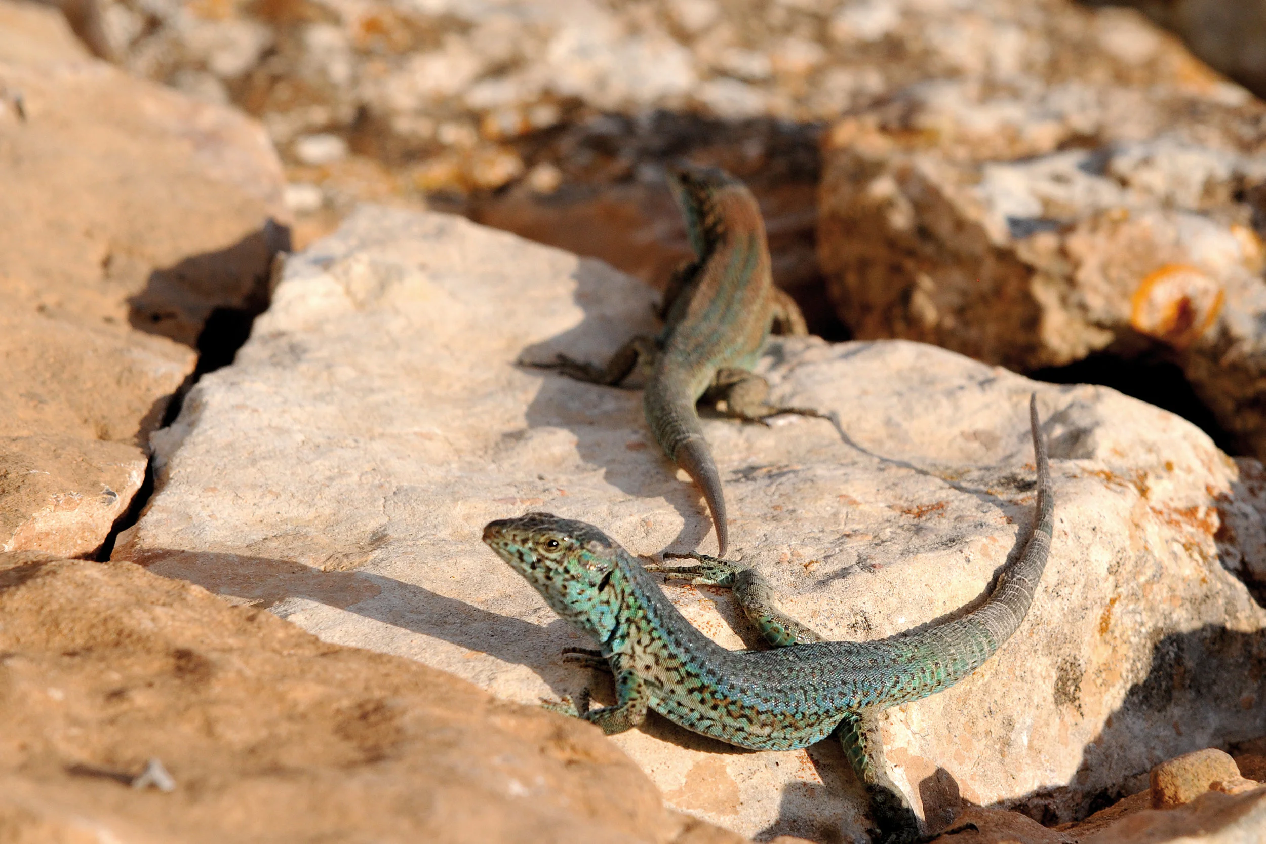 DSC_5784-r.jpg