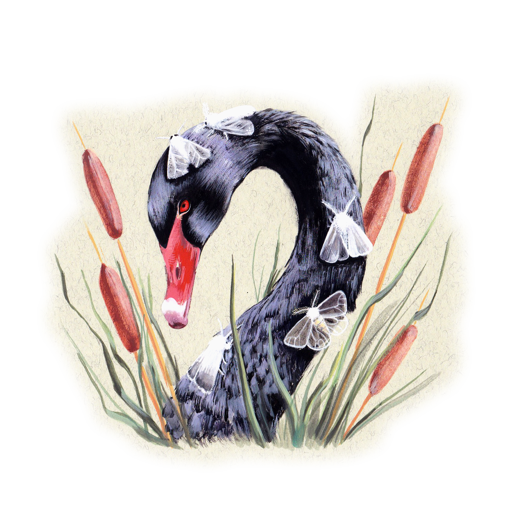 Swan