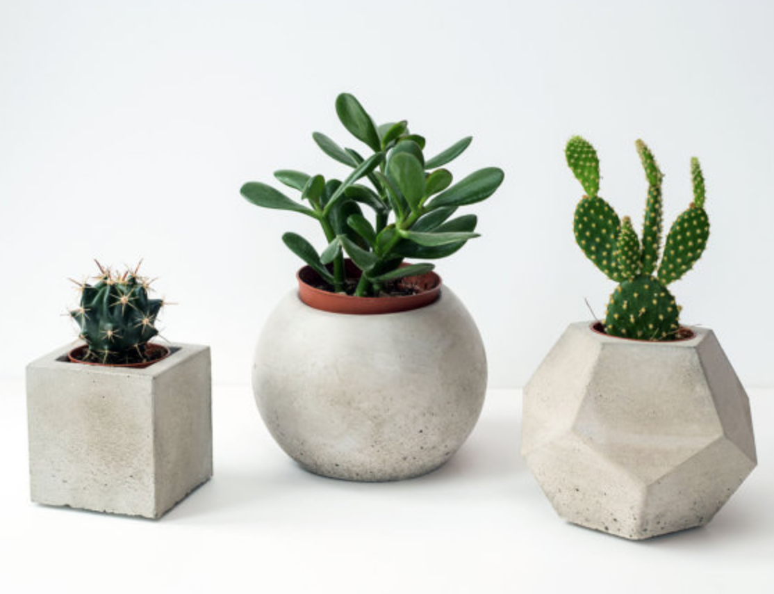 basedonbeige_succulents.png