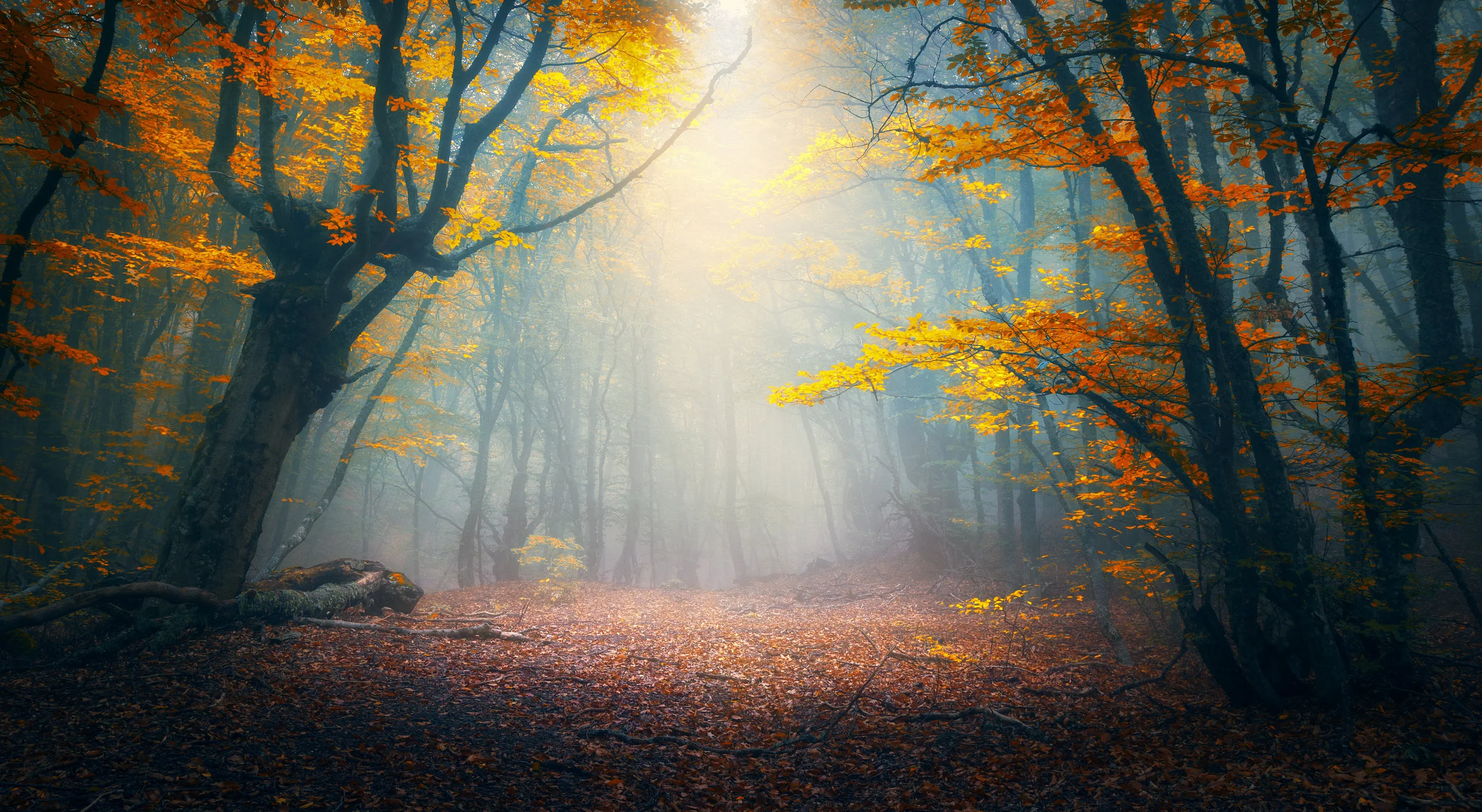 Enchantement in an autumn maple forest.