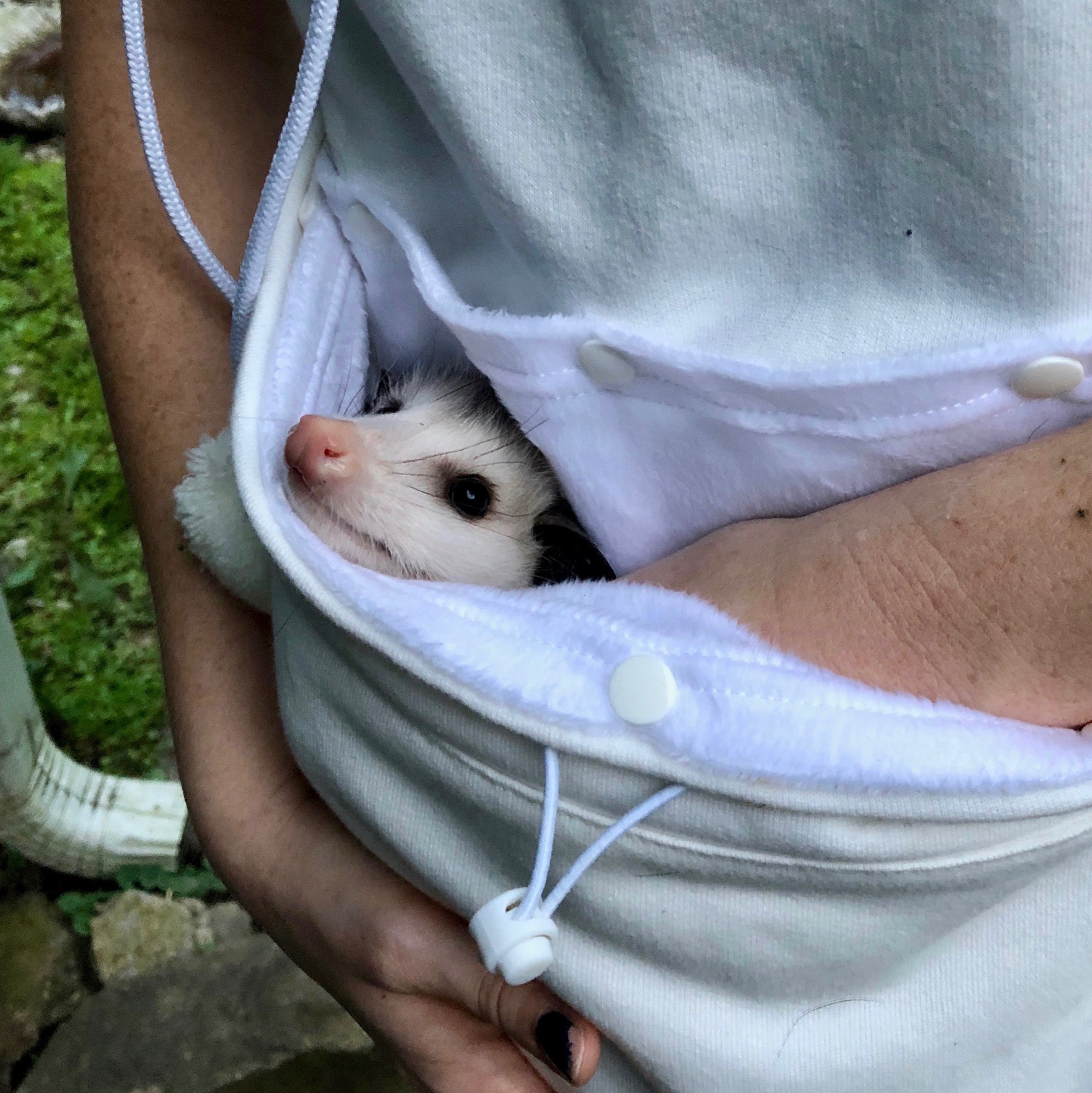 A teenage opossum beginning outside trips