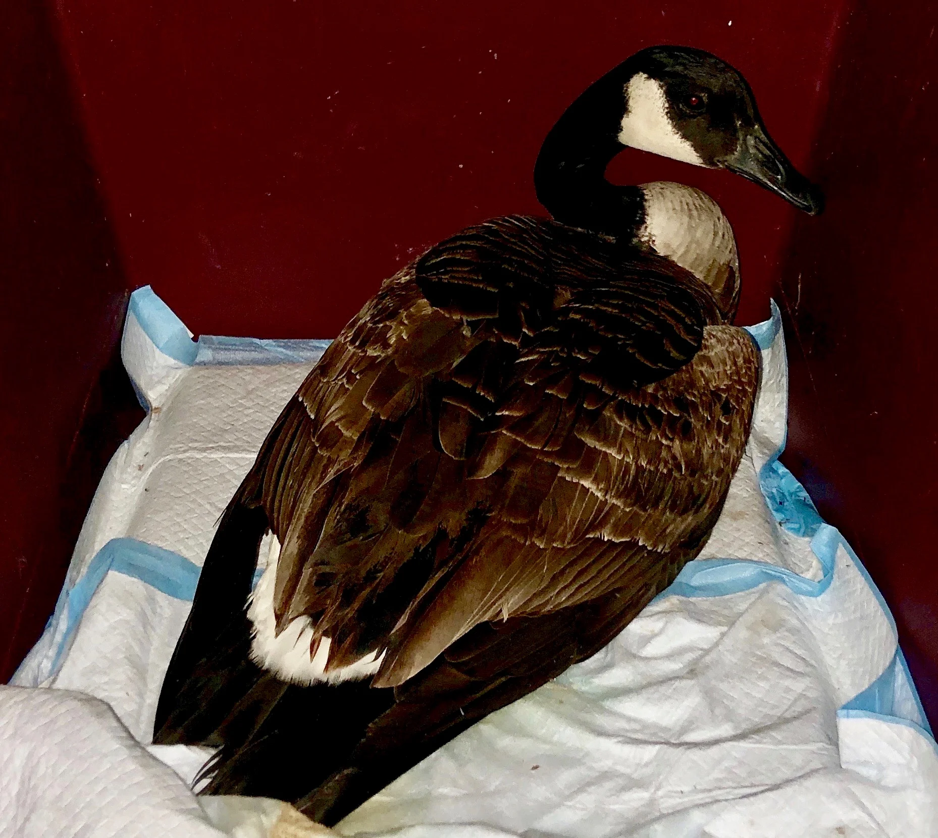 An injured goose arrives.