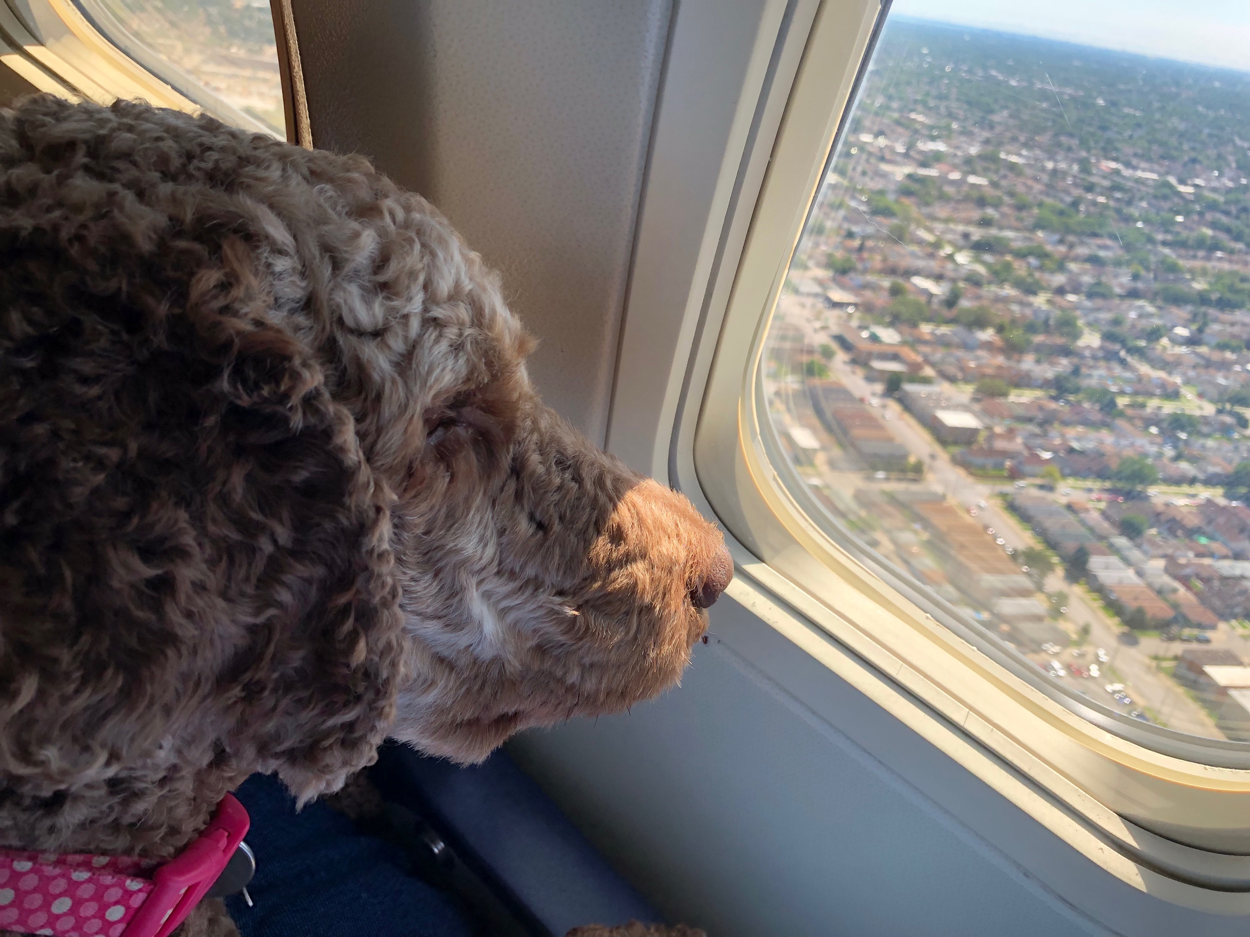 I’m flying!!! Look how tiny those buildings are!