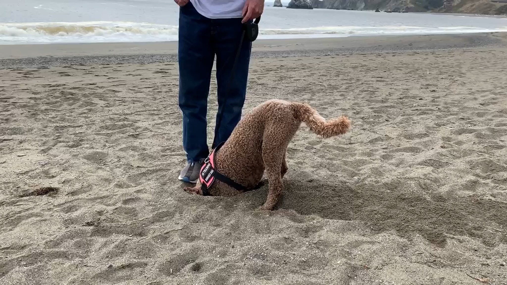 Digging huge holes in the sand is my new favorite thing!