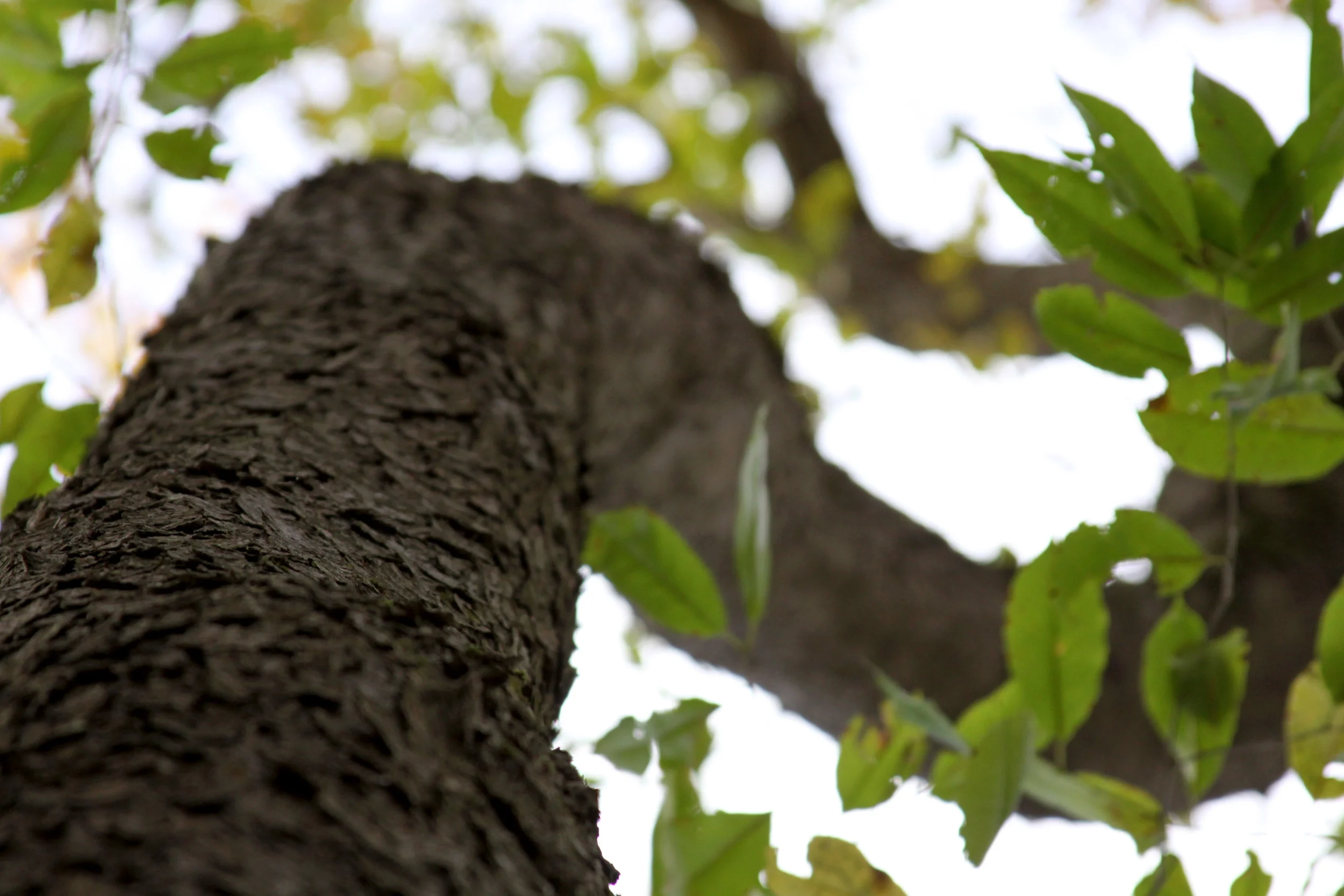 Curved Tree Trunk.jpg