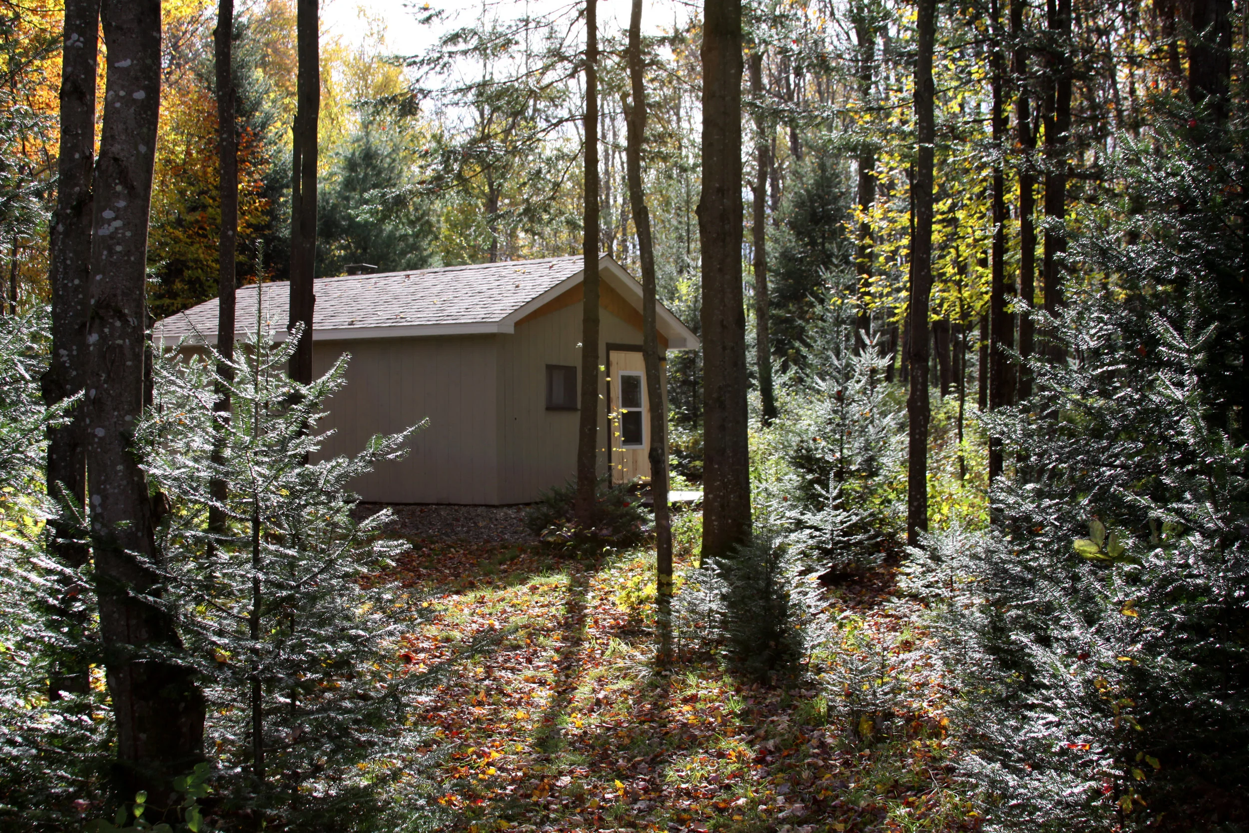 Forest Shed.jpg