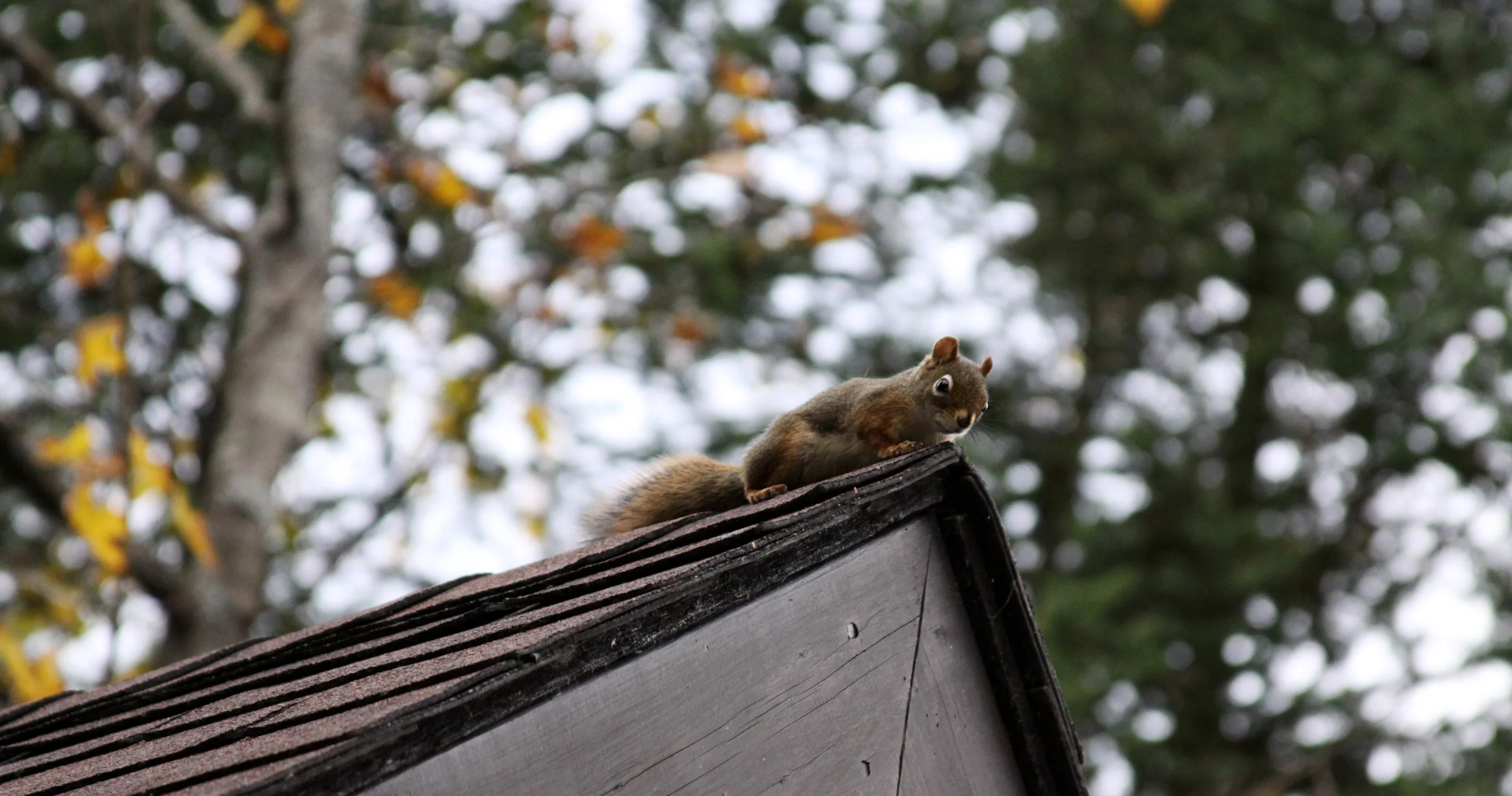 Squirrel on Roof.jpg