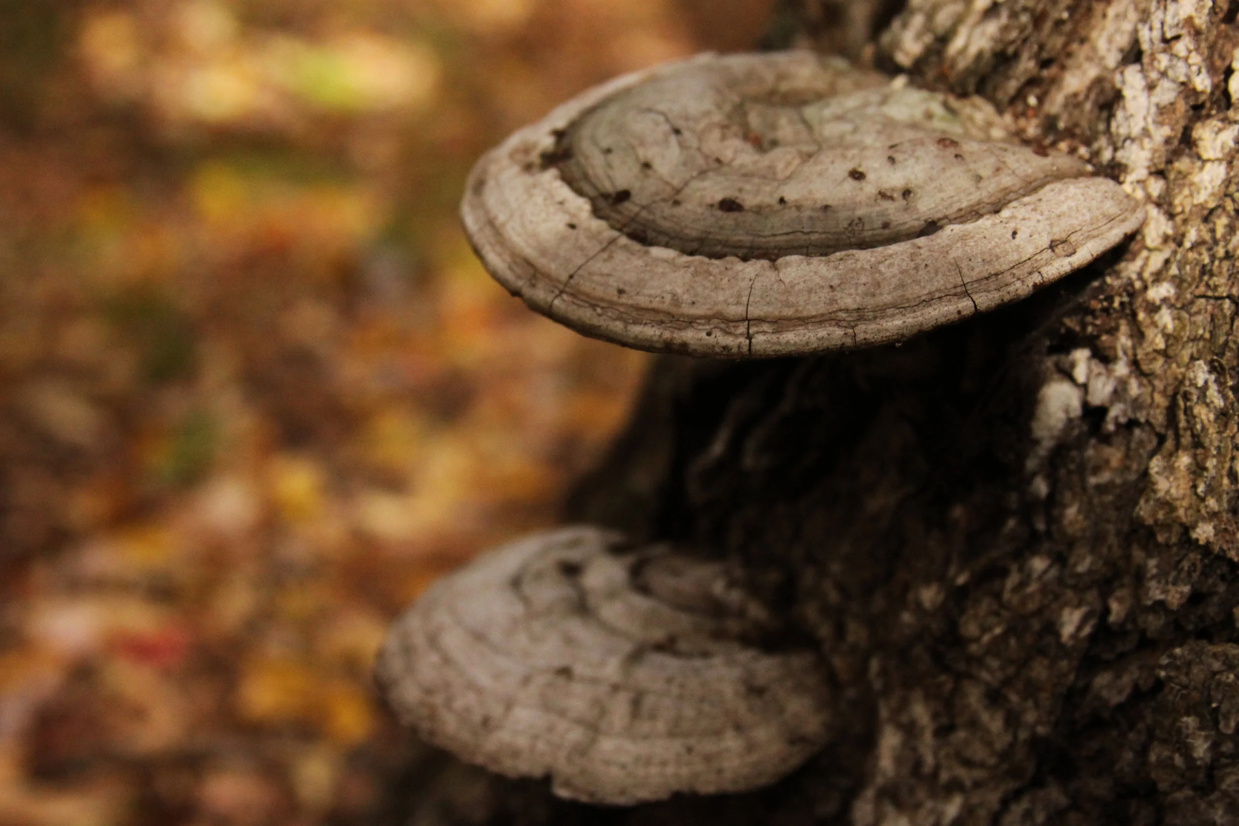 Tree Mushrooms.jpg