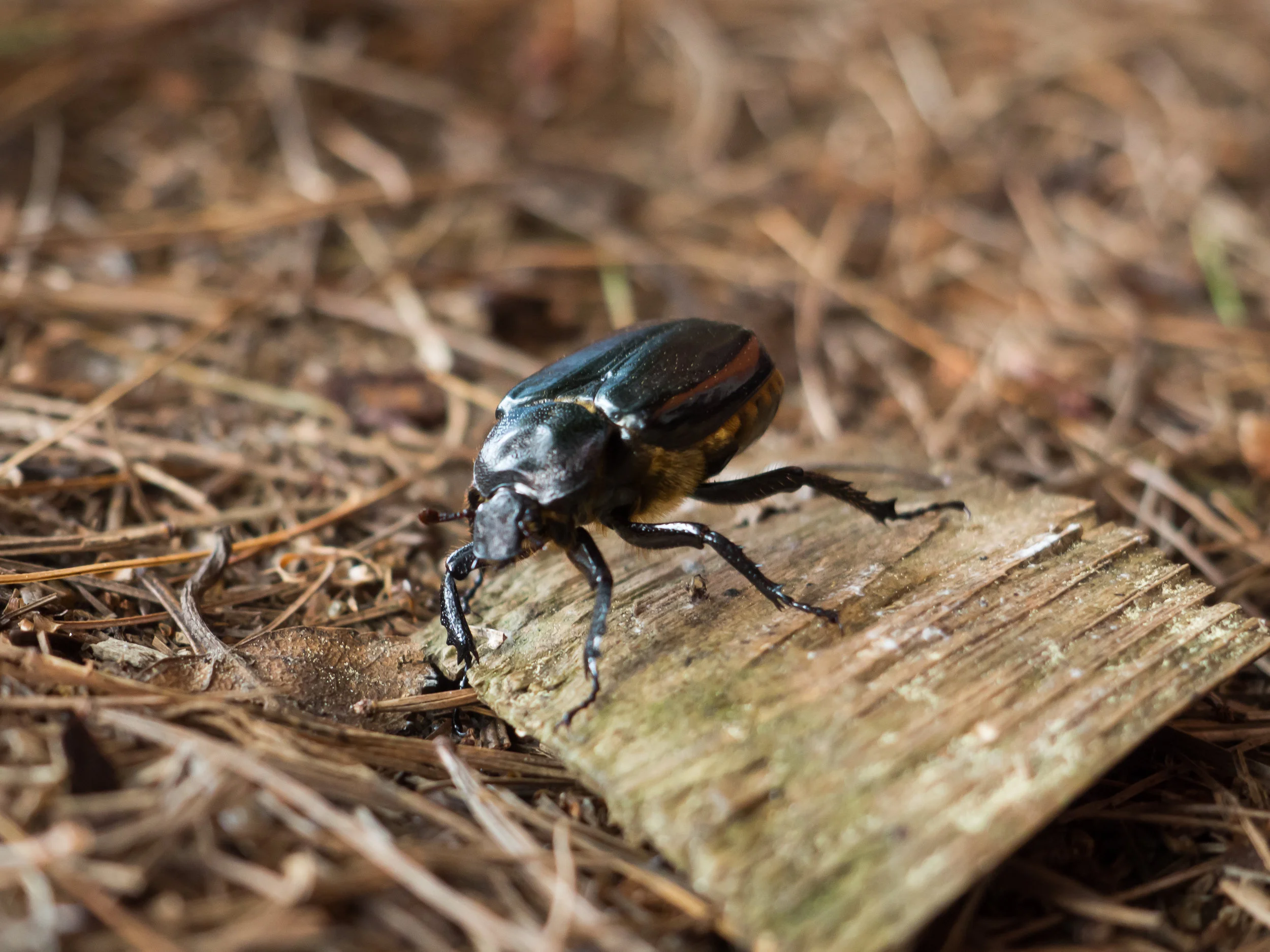 Algonquin2016-8140128.jpg
