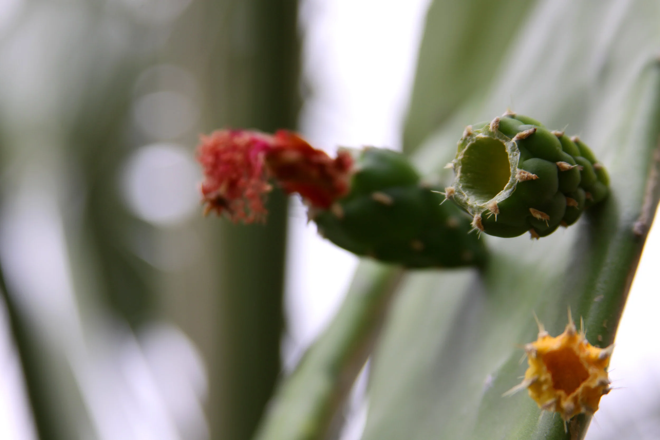 cactus landscape.jpg