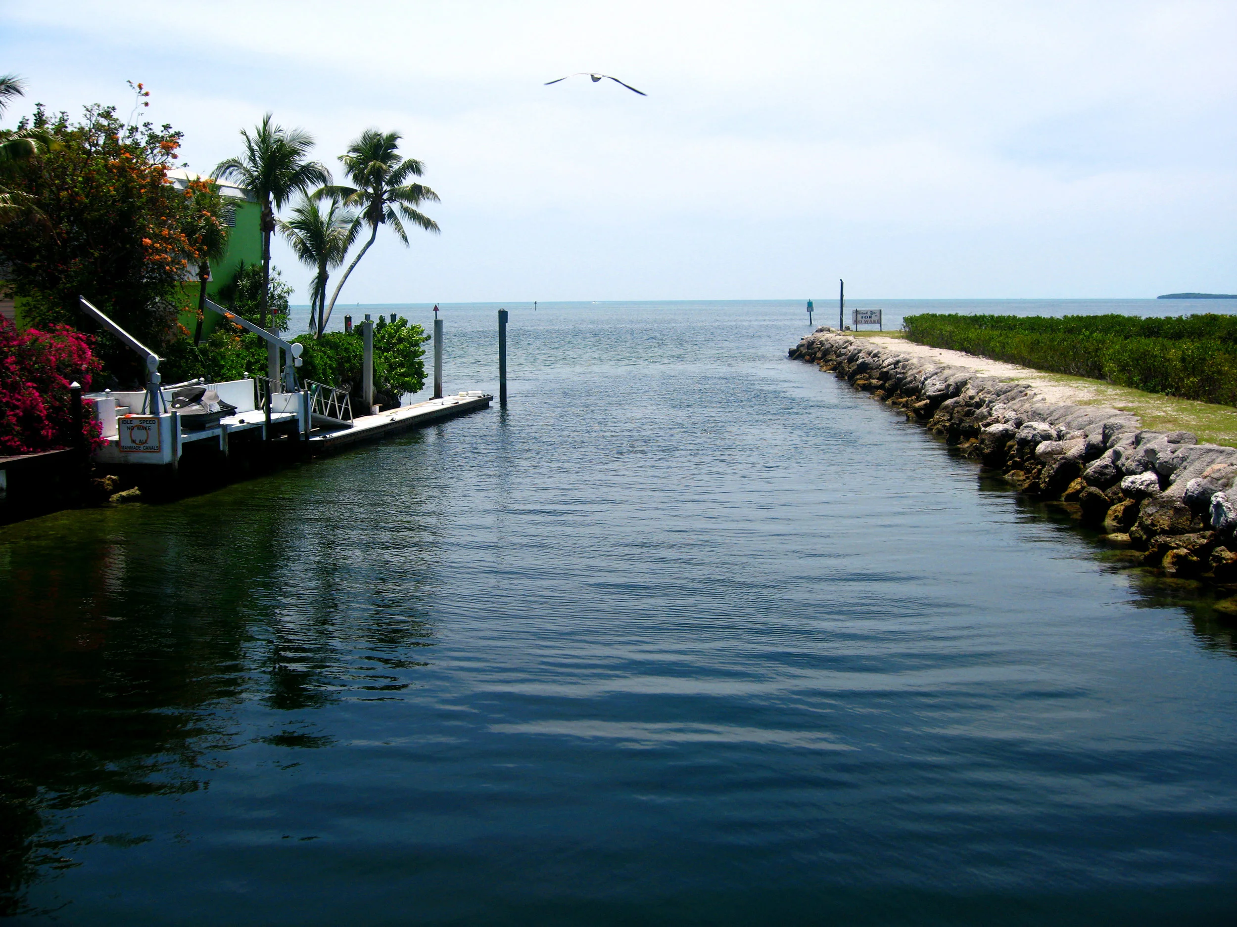 Bird out to the Ocean.jpg