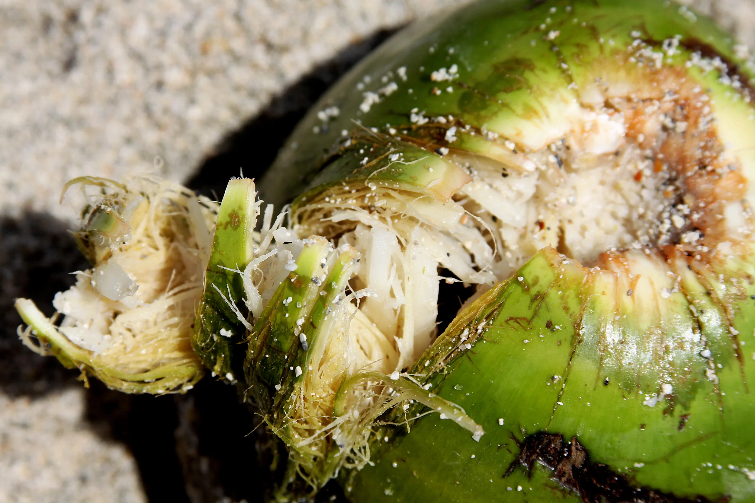 Coconut.jpg