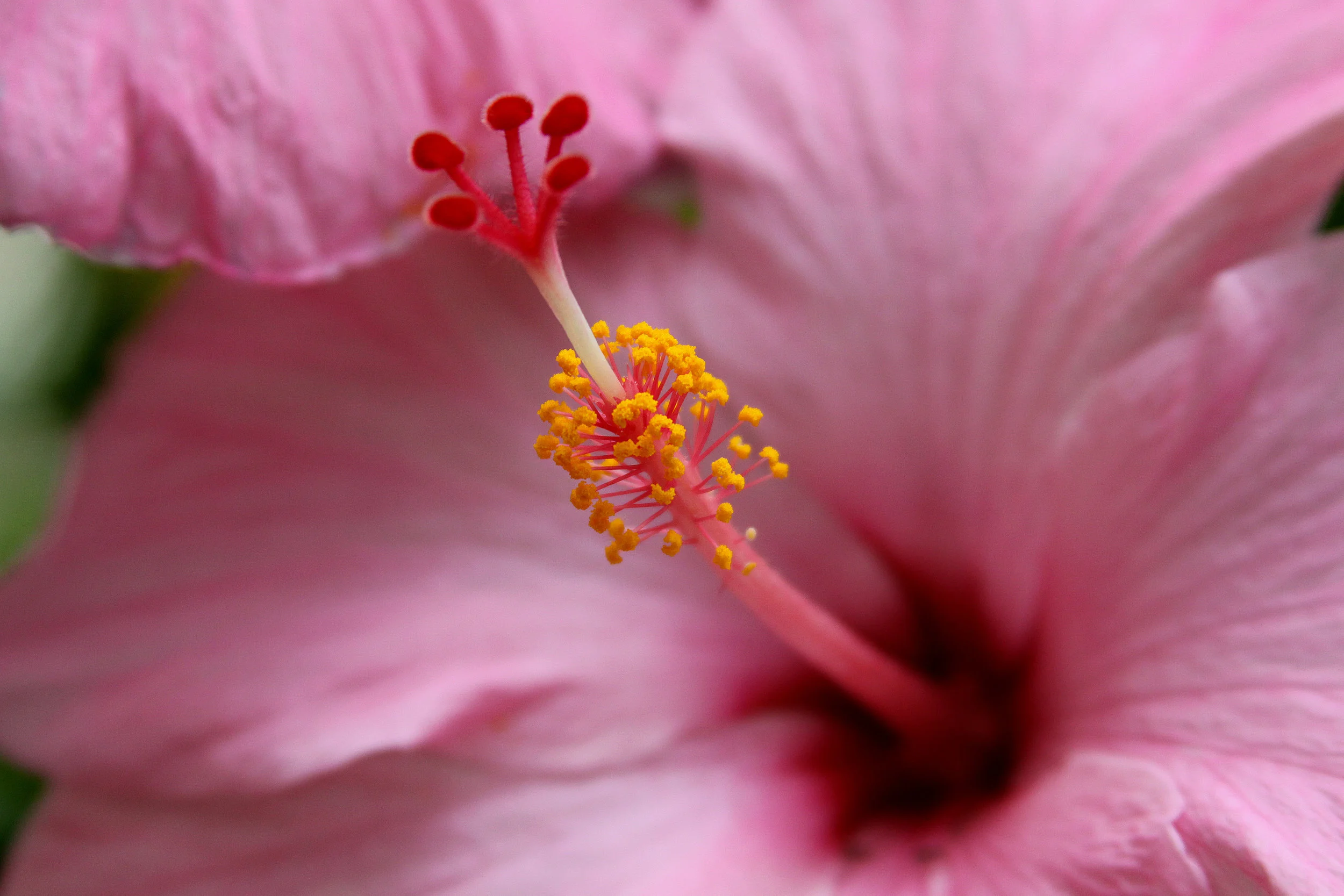 Pink Flower.jpg