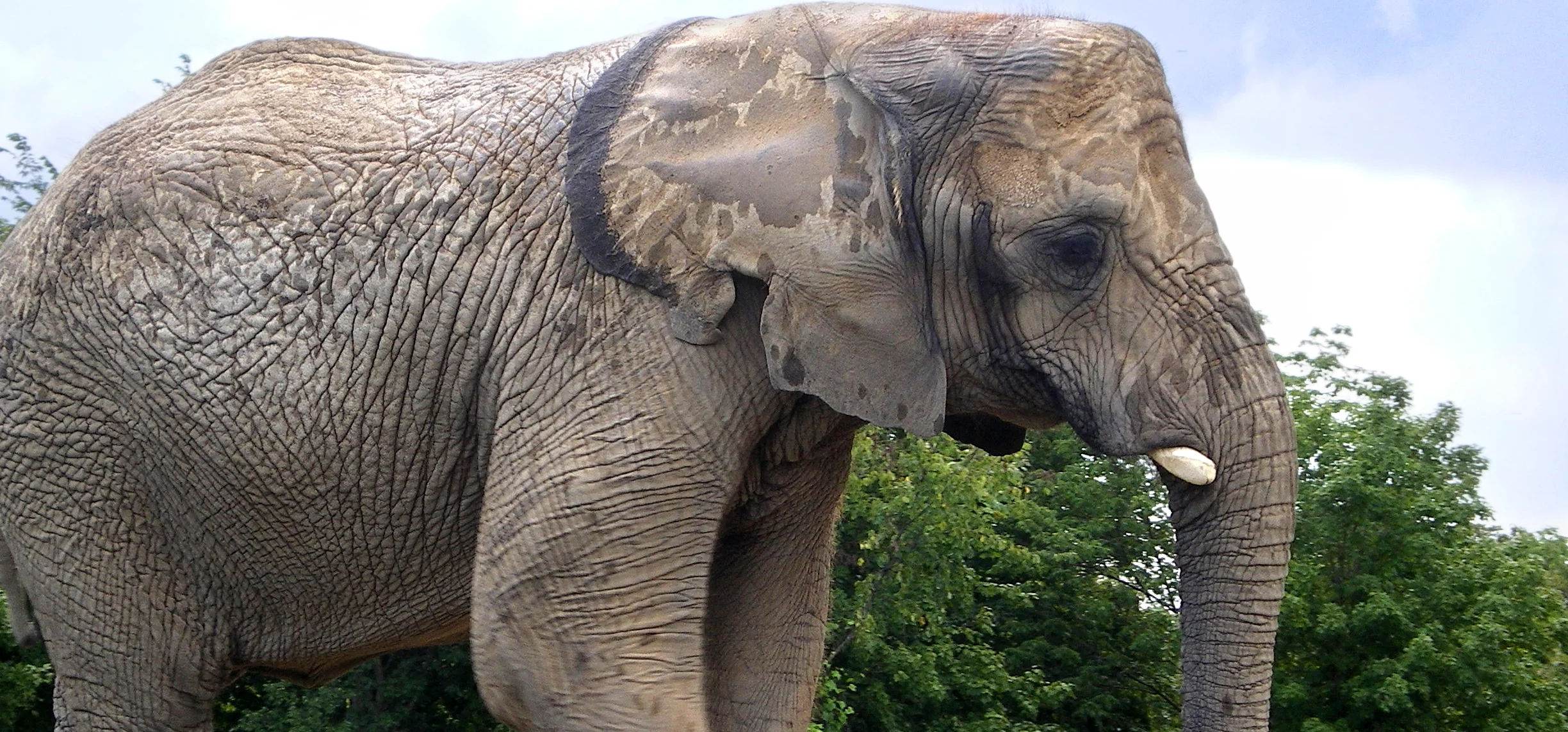 Elephant.jpg