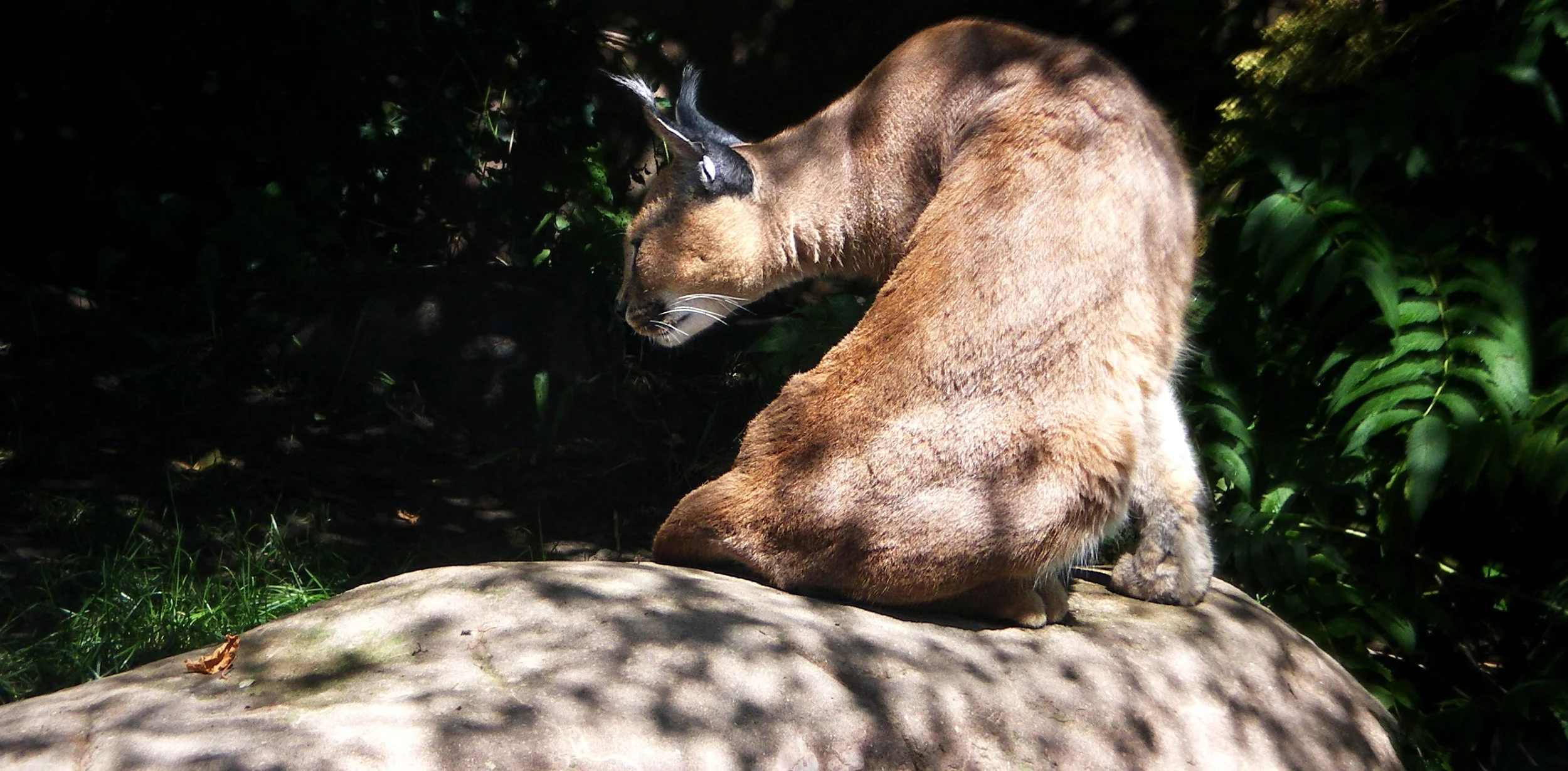 Lynx.jpg