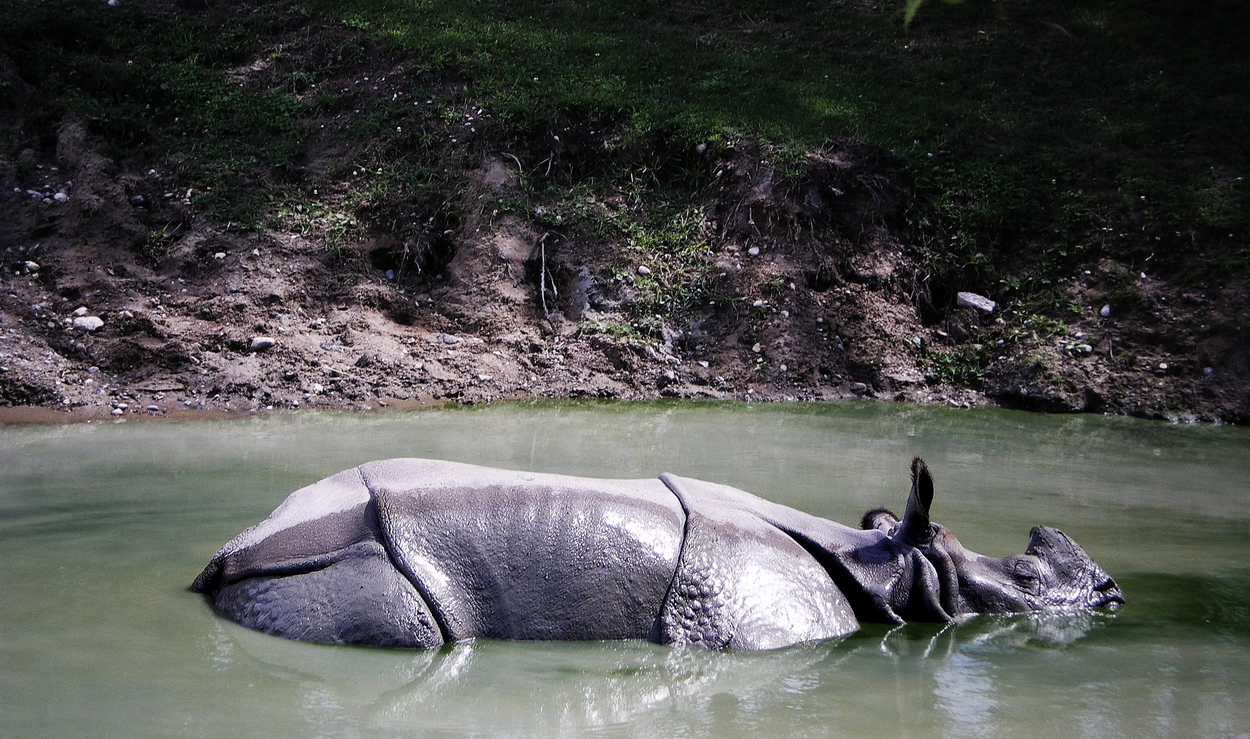 Sleeping Rhino.jpg