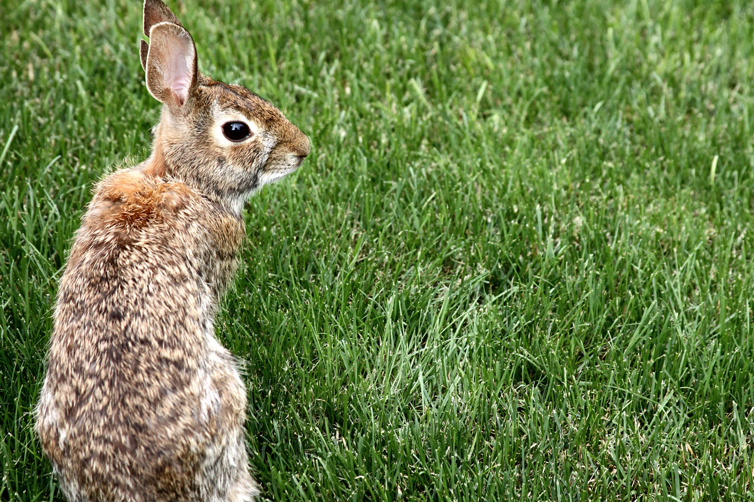 Side Bunny.jpg