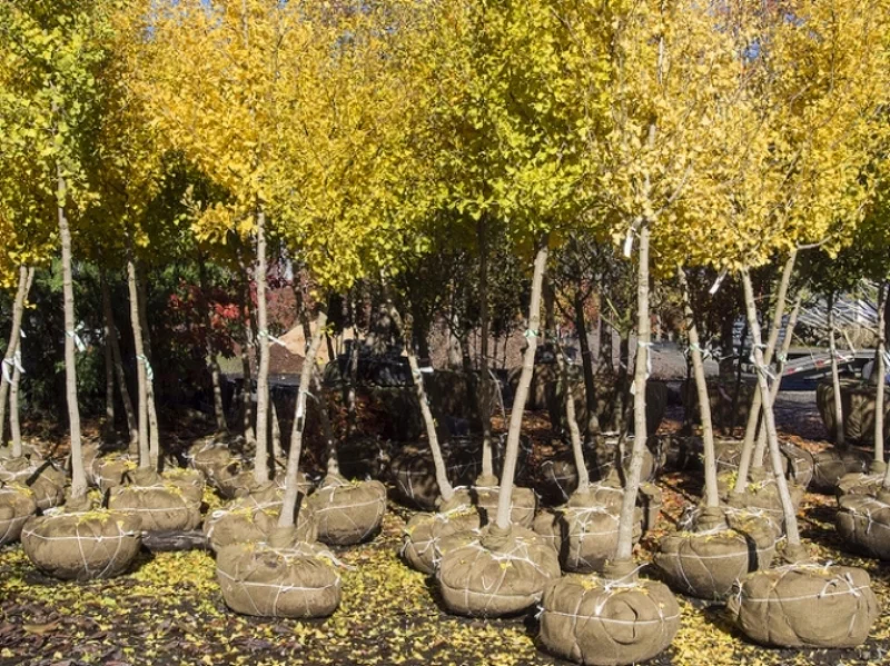 BB-tree.jpg