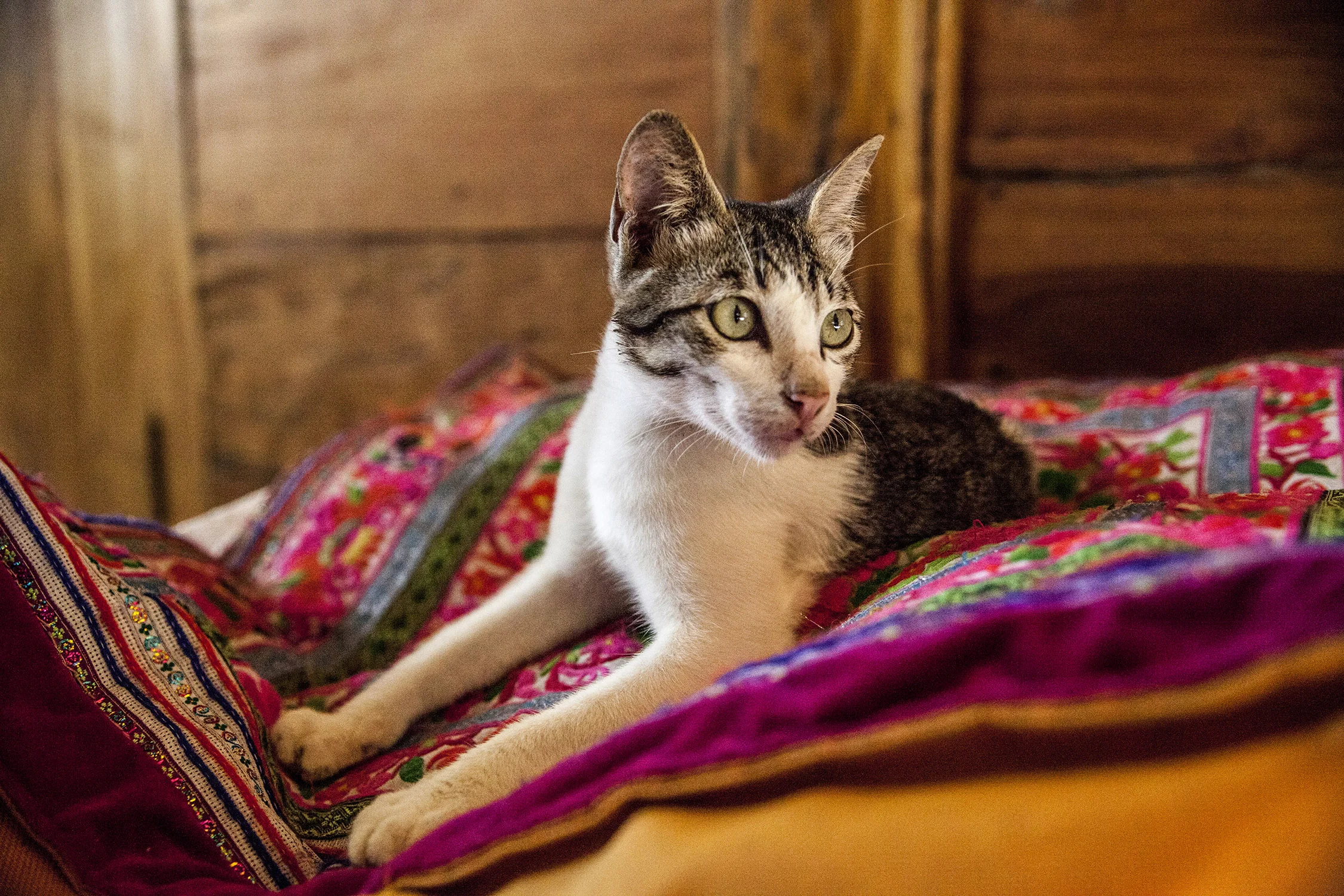  Kelusa, Bali, 2016 