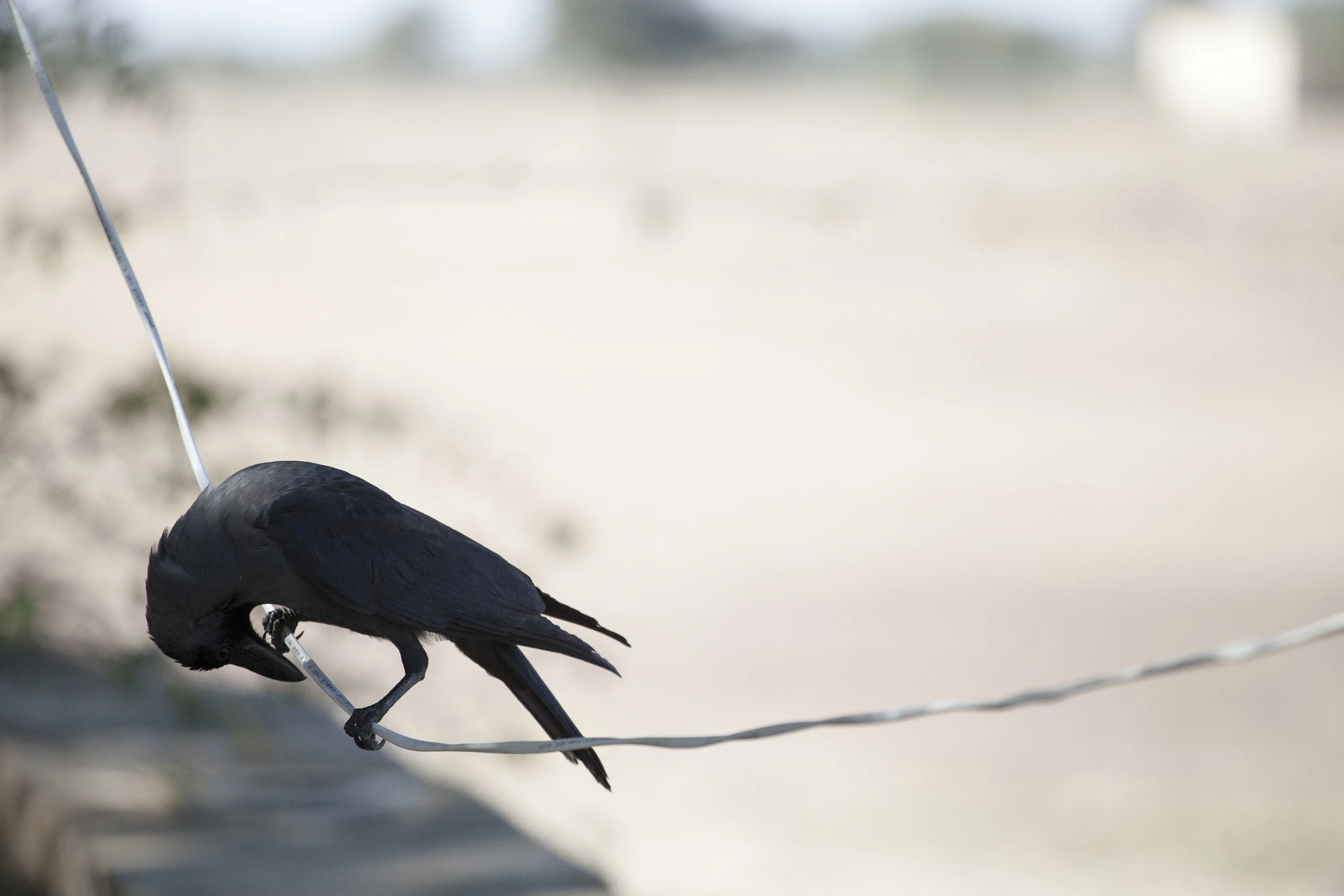  Jaisalmer, India, 2013 