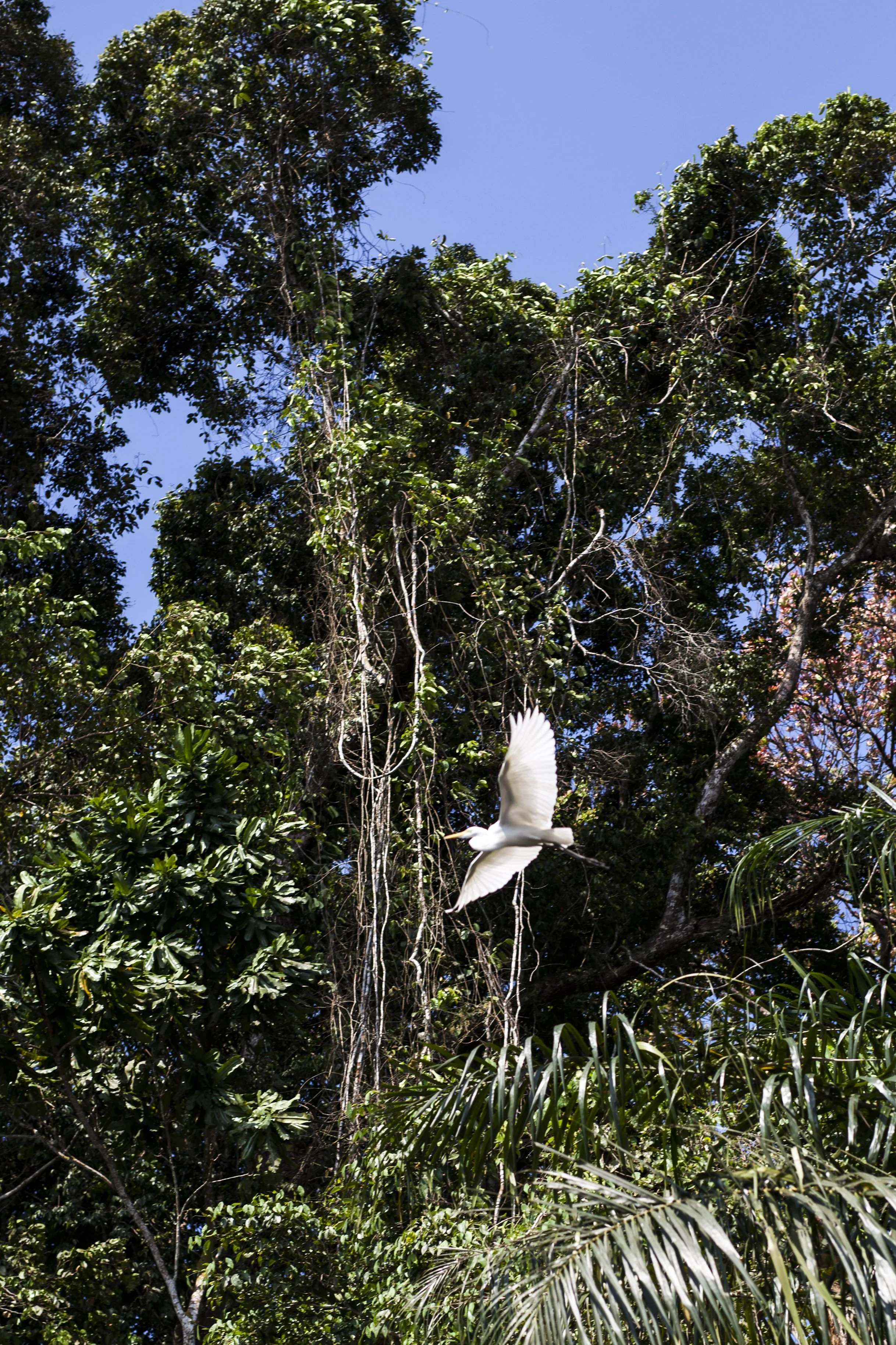  Along La Lobé river, Cameroon, 2021 