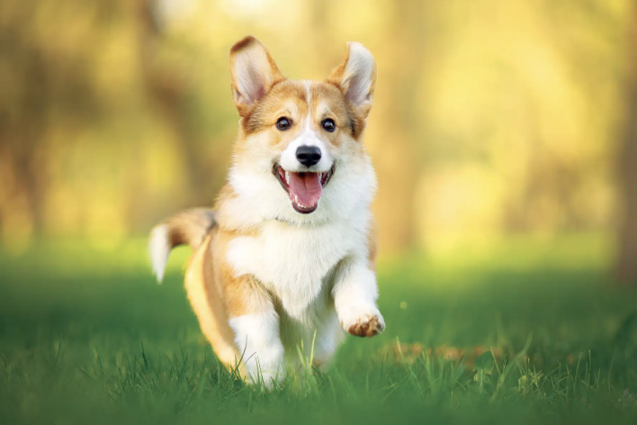 How to choose a dog daycare in Beverly, MA