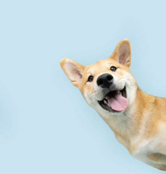 Why dog socialisation matters — and how daycare helps