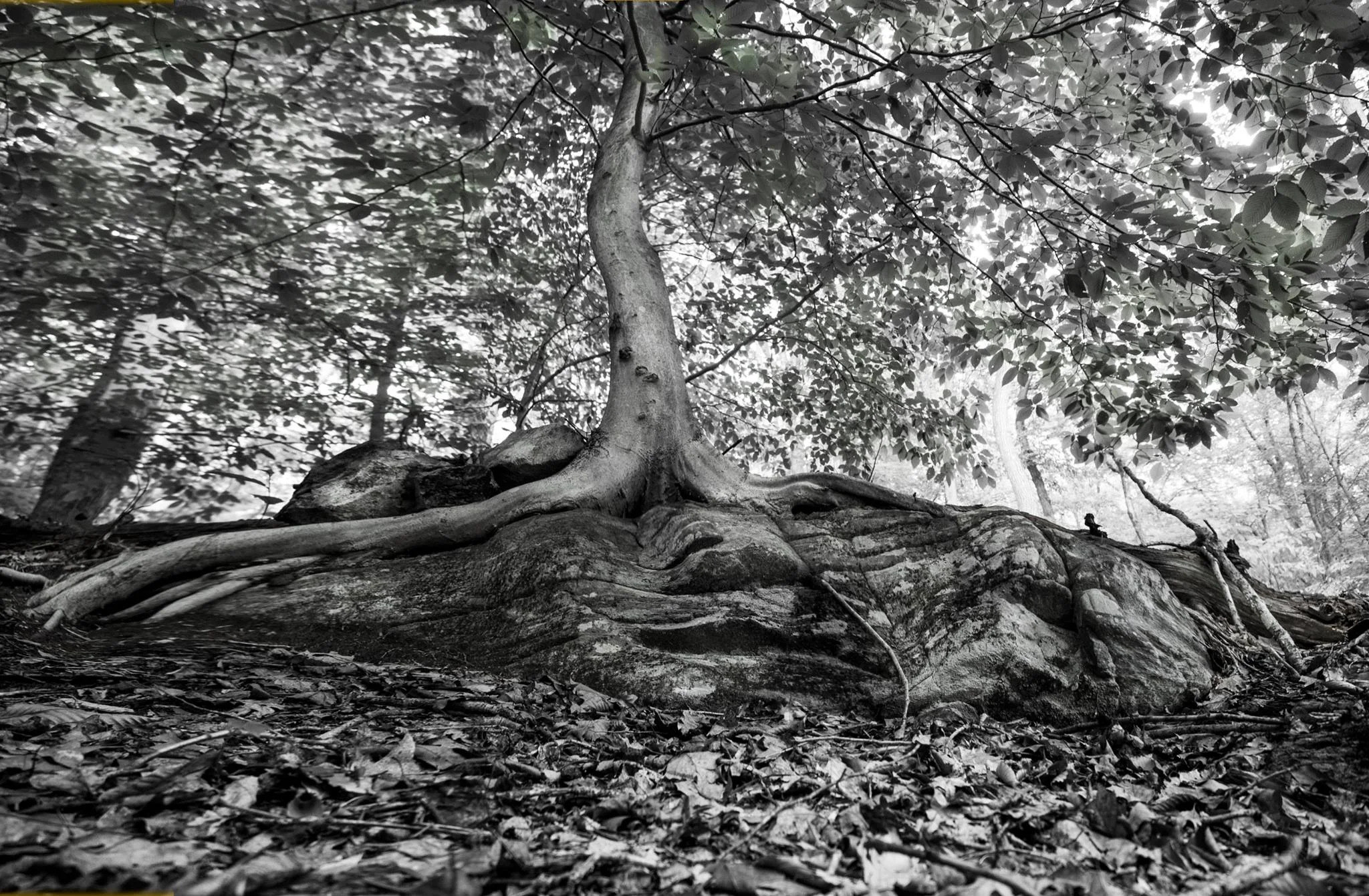 The Sound Retreat, photo by Tracey Kroll