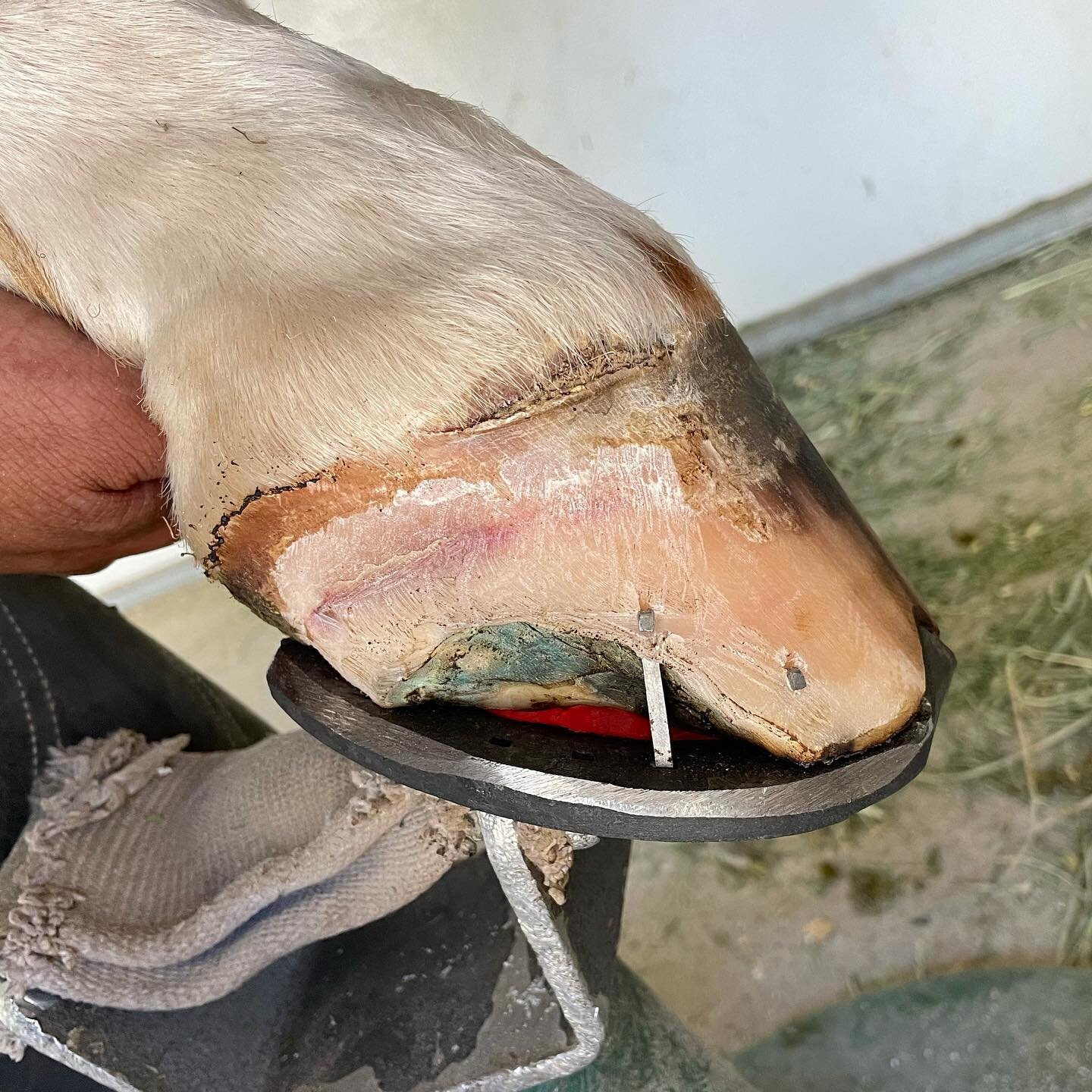Does your horse have hoof problems??? From white line, to laminitis, to a broken foot... you will need a team that works directly with your Farrier for corrective processes including hoof rebuild, x-rays or glue-ons. Our vets are here to help! #vipeq