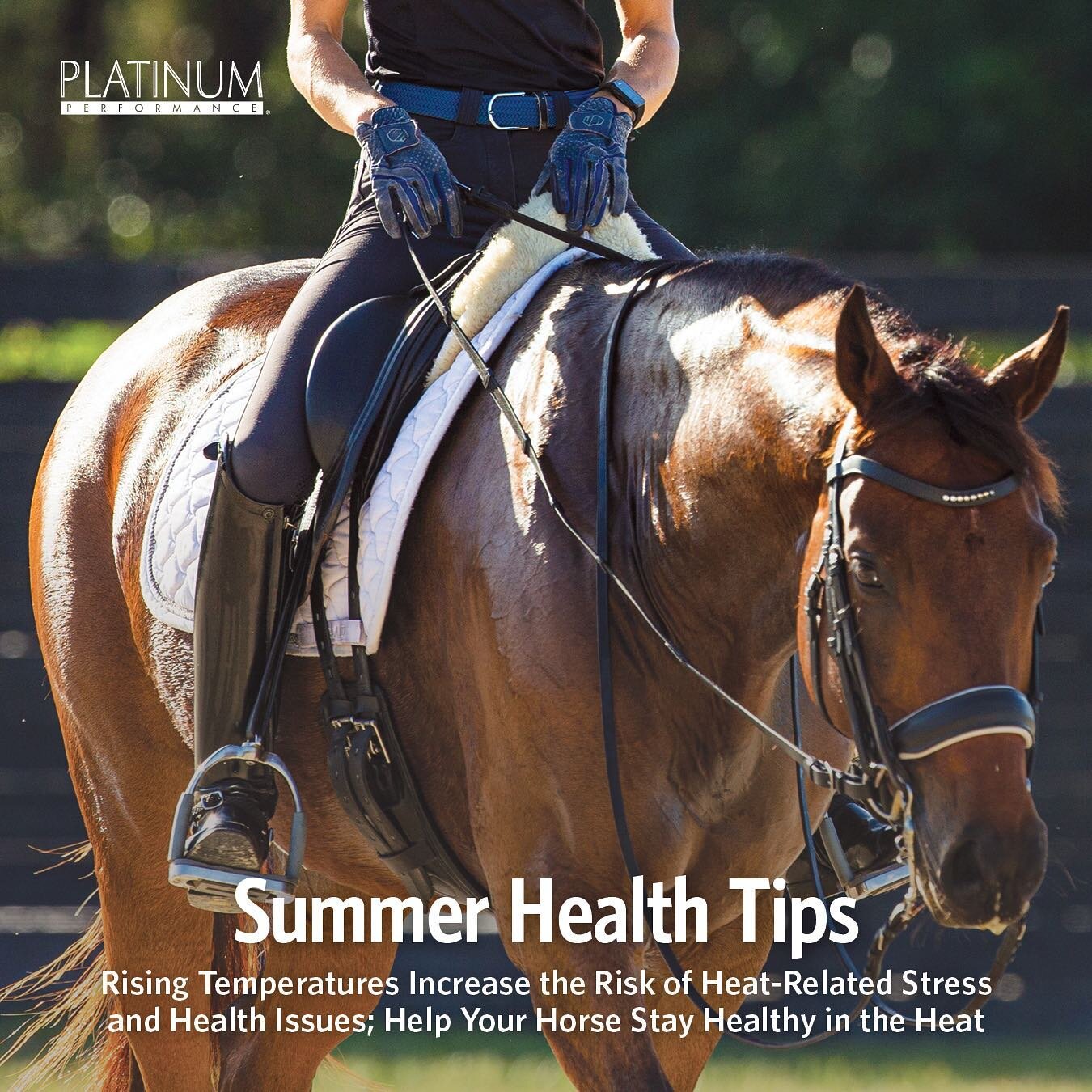 Some great tips to help beat the heat from our friends @platinumperformance 🥵💦 #vipequine