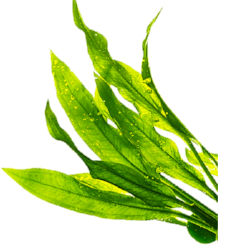 c5a219f484effe413a5ed7d7ed3268c2.png