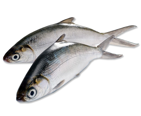 Milkfish (otherwise known as Bangus) is a customer favorite!
