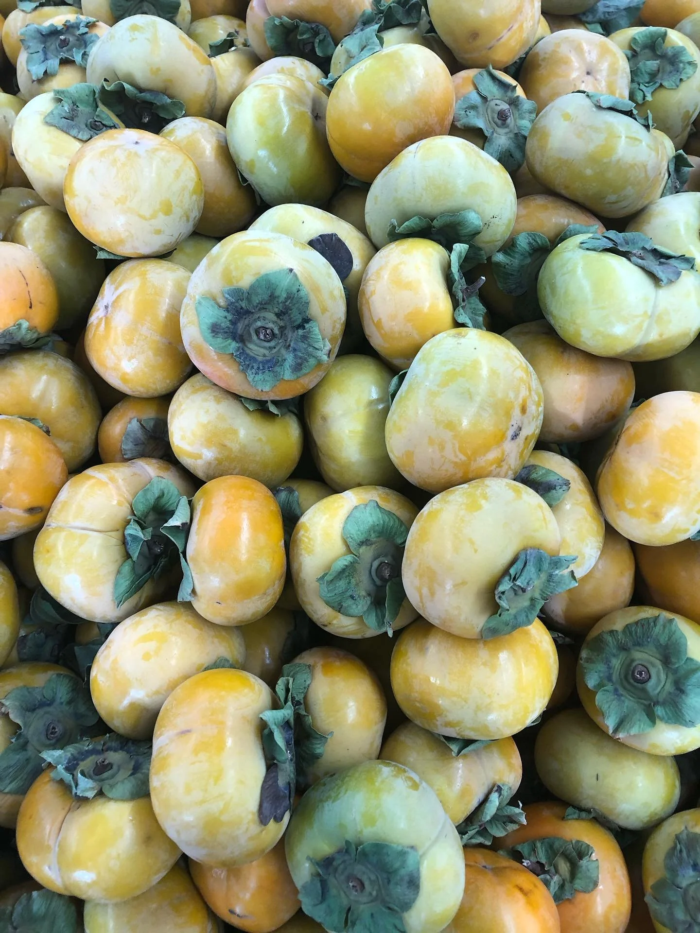 This Fall Season abundant persimmons!