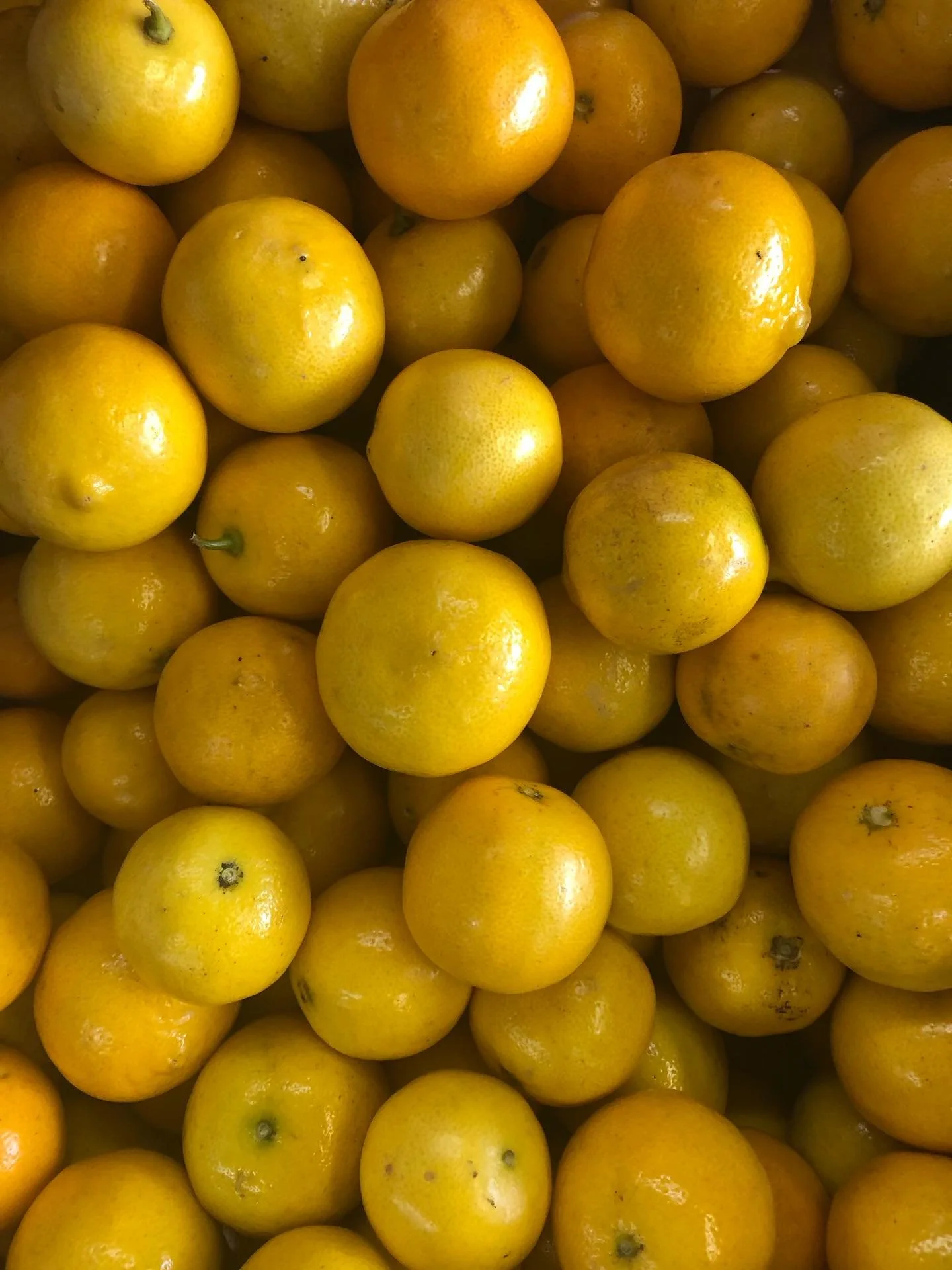 Lemon Orange, a hybrid between a lemon tree and a sweet orange tree. Sweet, aromatic floral tangerines like juice or sweet orange taste. Good for making cocktails, lemonades or teas. Can be make cakes, lemon bars and sorbets.